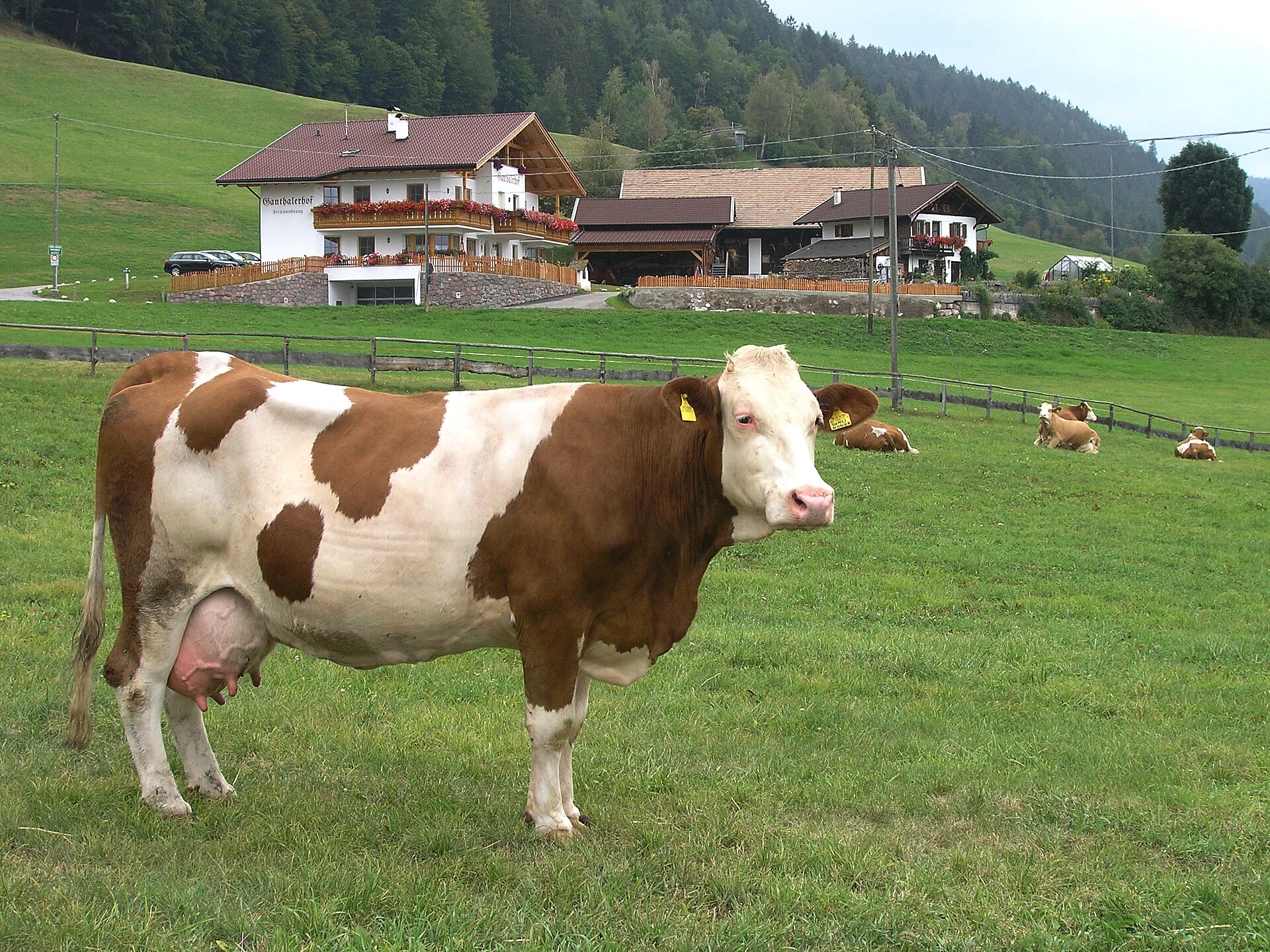 Our cows are on the pastures