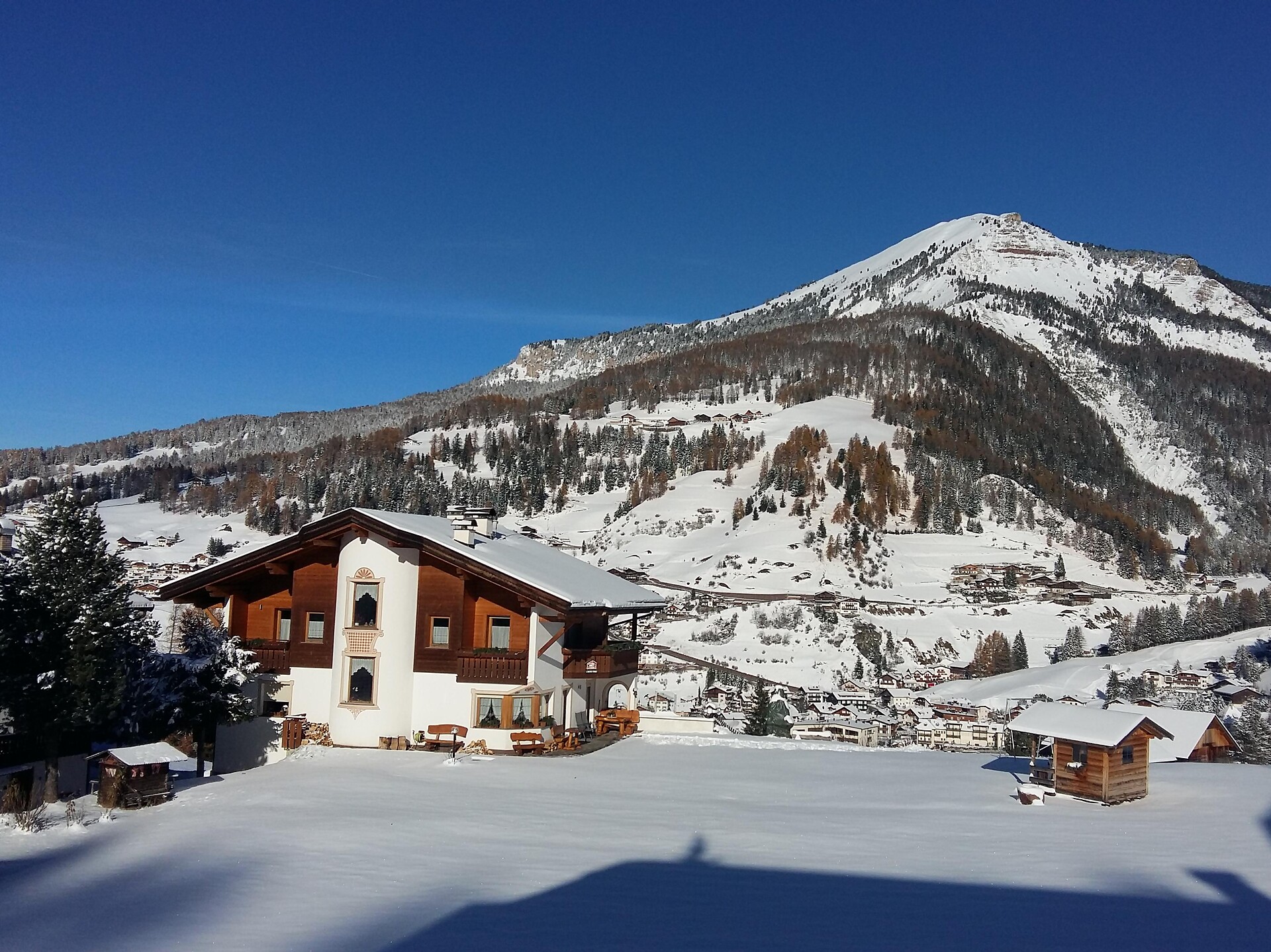 Garni Vergissmeinnicht