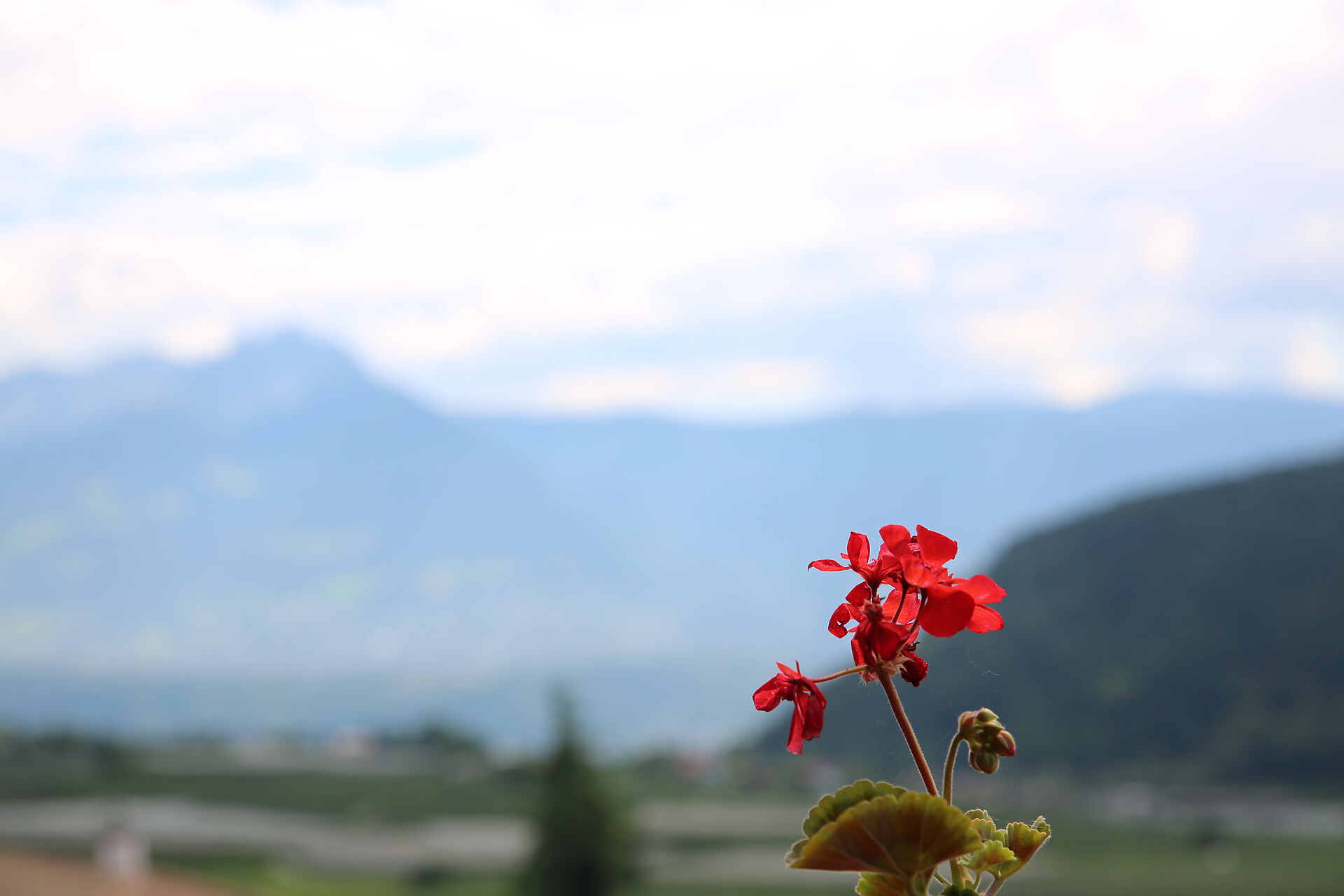 Vista