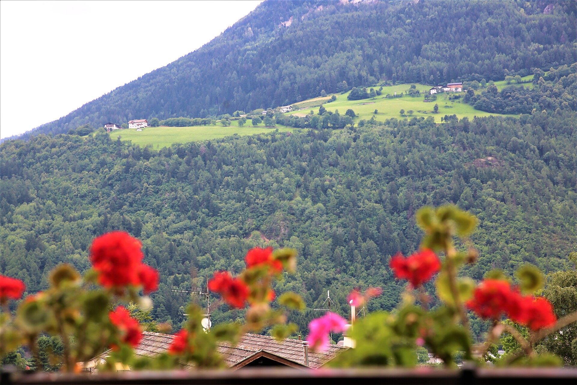 Vista