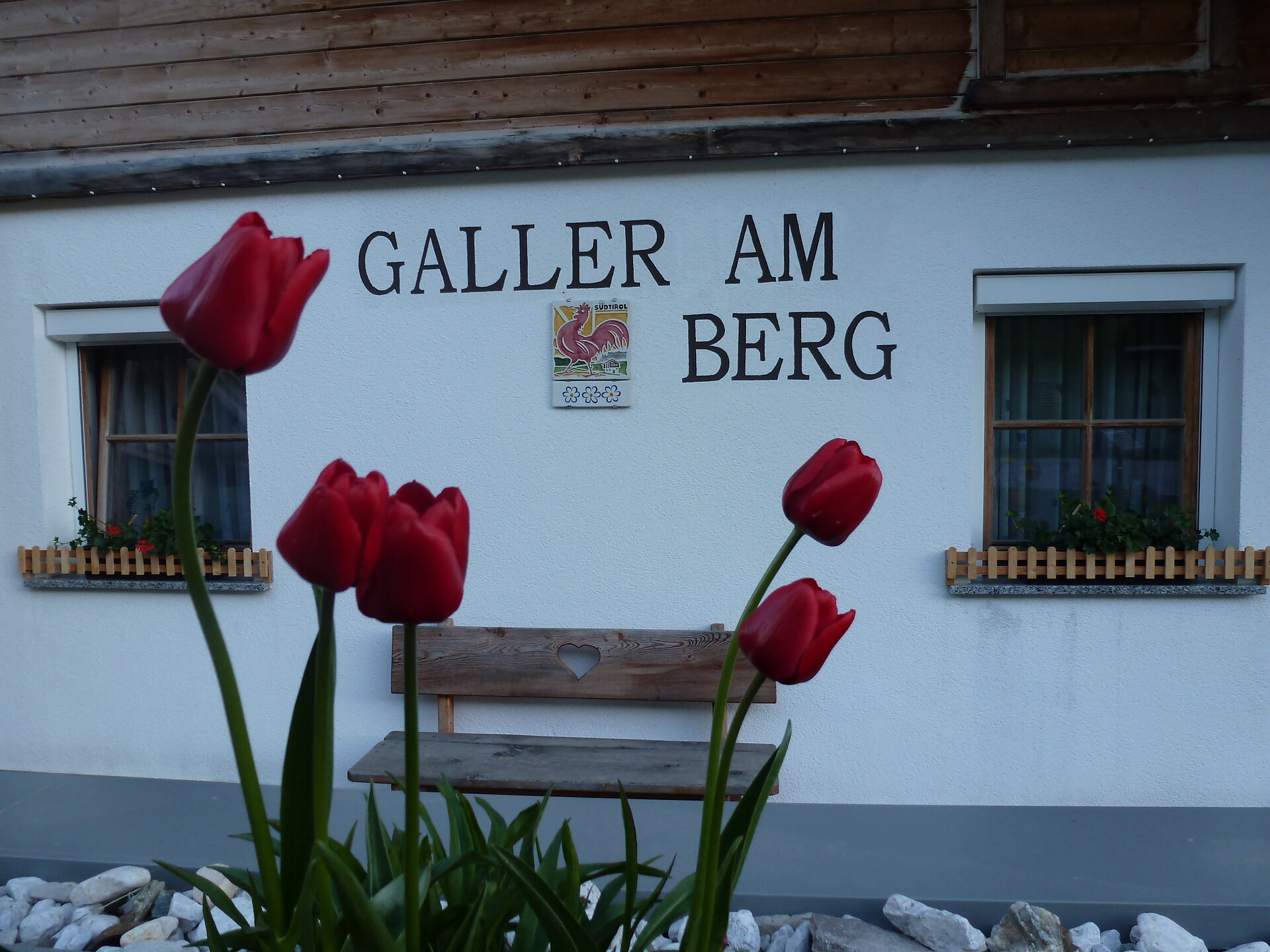 Galler am Berg