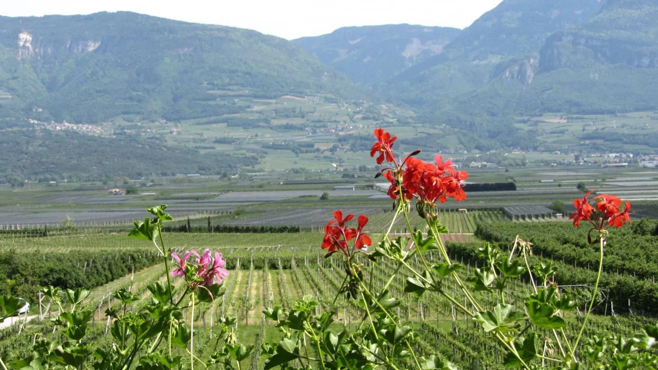 Garni Etschblick Termeno sulla Strada del Vino 2 suedtirol.info