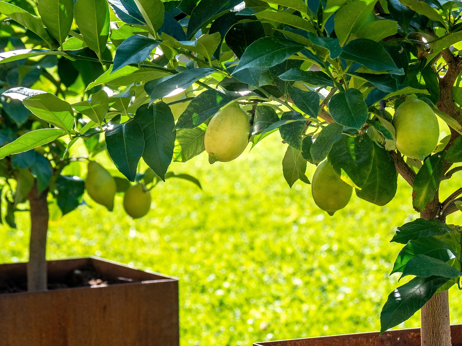 Gartenheim Tramin an der Weinstraße 20 suedtirol.info