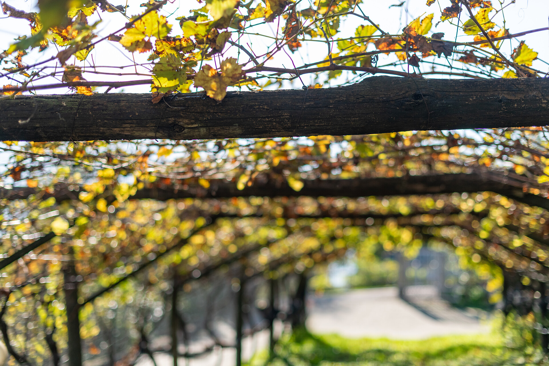Garni Burgunderhof Tramin an der Weinstraße/Termeno sulla Strada del Vino 26 suedtirol.info
