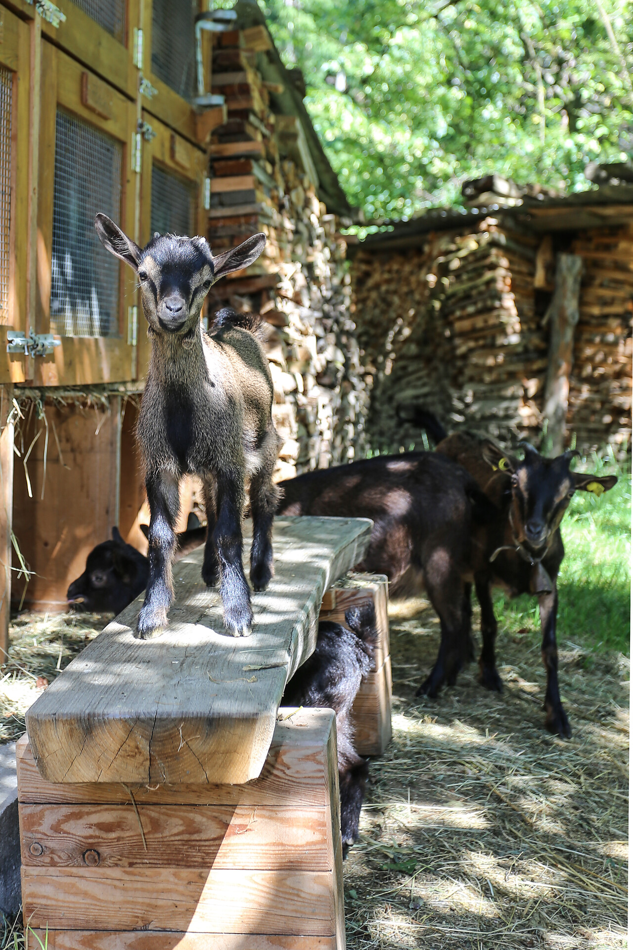 Capra