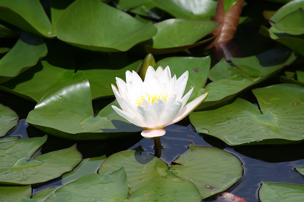 Pond