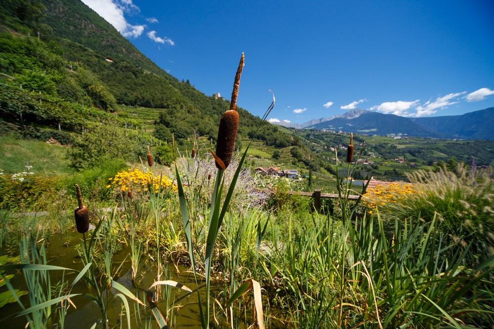 Garni Weigelehof Algund 10 suedtirol.info