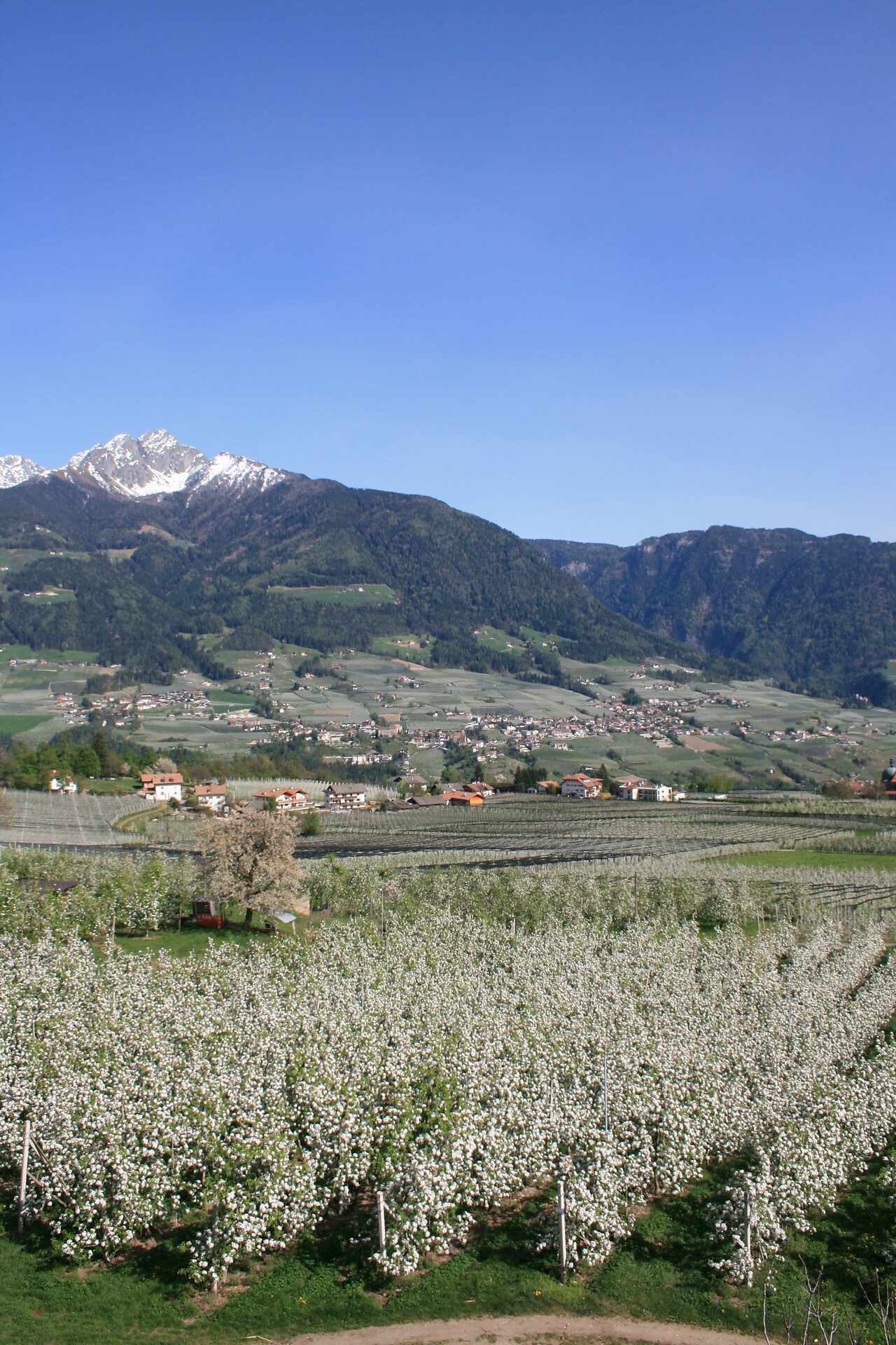 Fioritura con Ifinger nel fondo