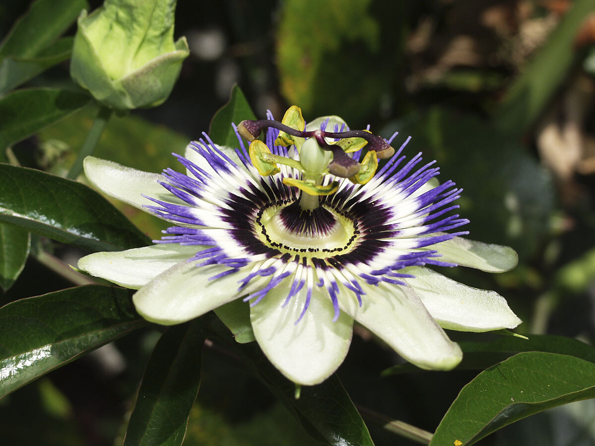 Passionsblume