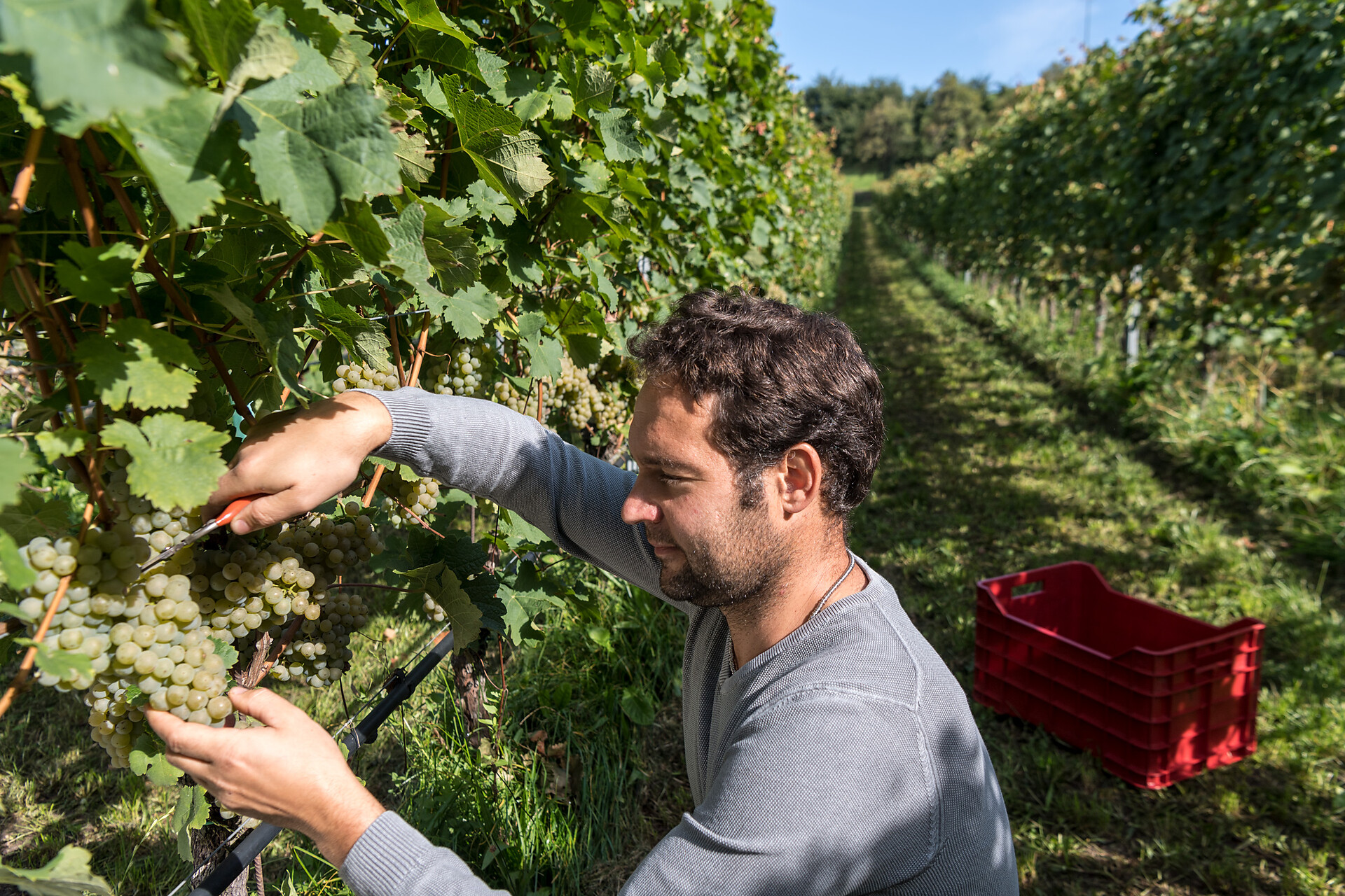 Grape harvest zu Tschötsch