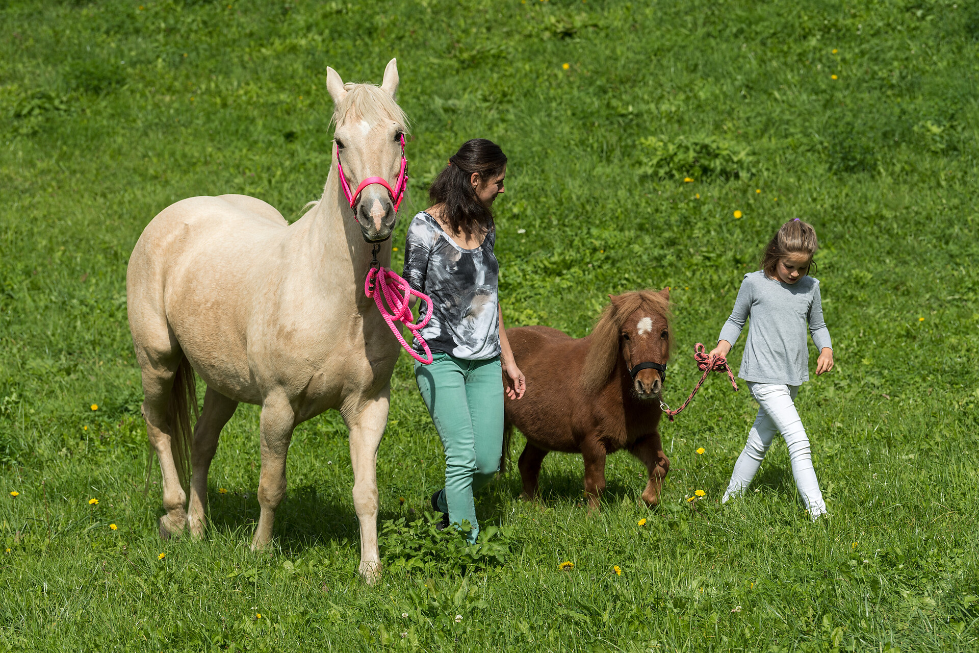 Animals at the Tschötscher's farm