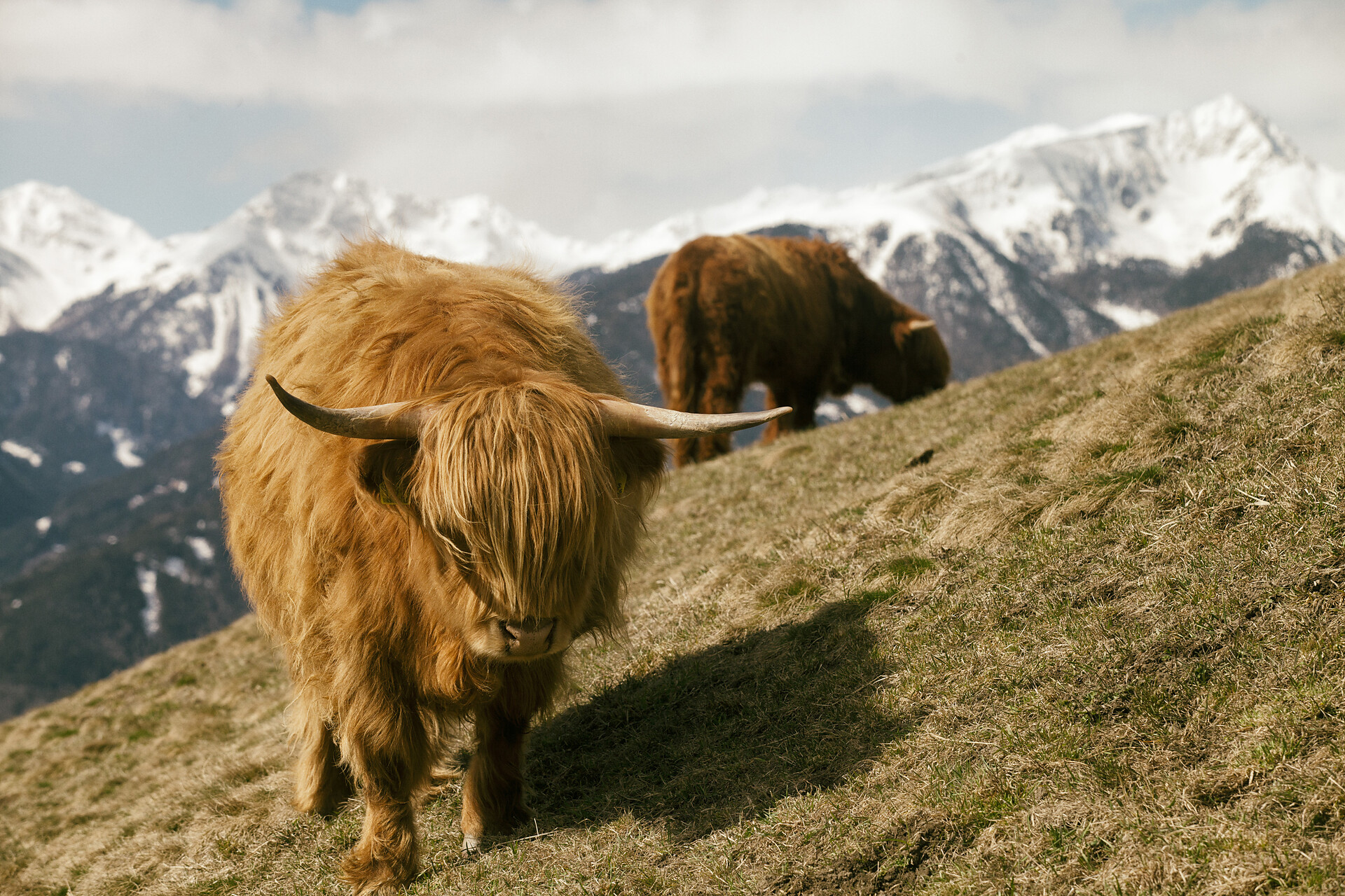 Cattle Luck