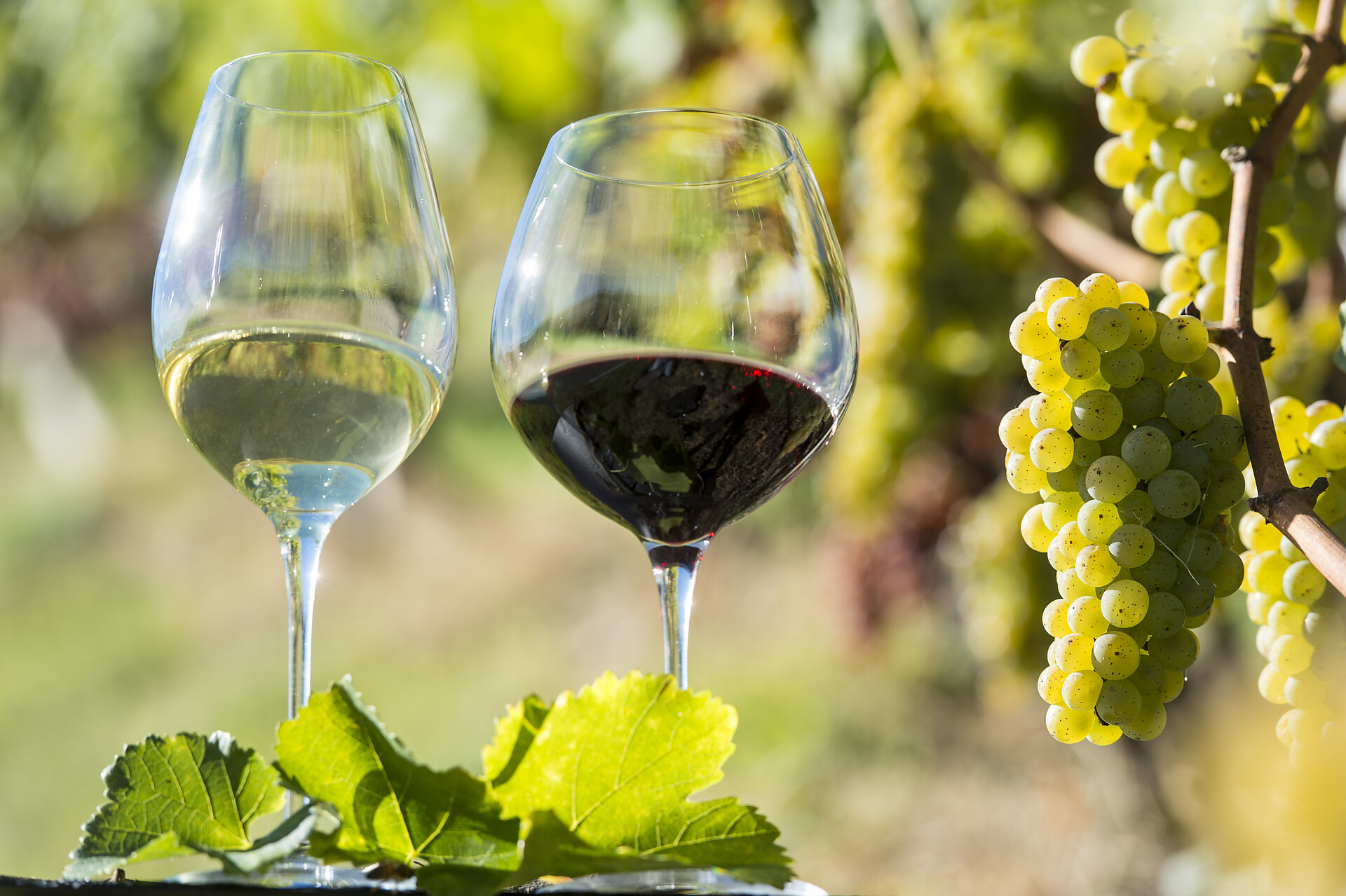 Wine