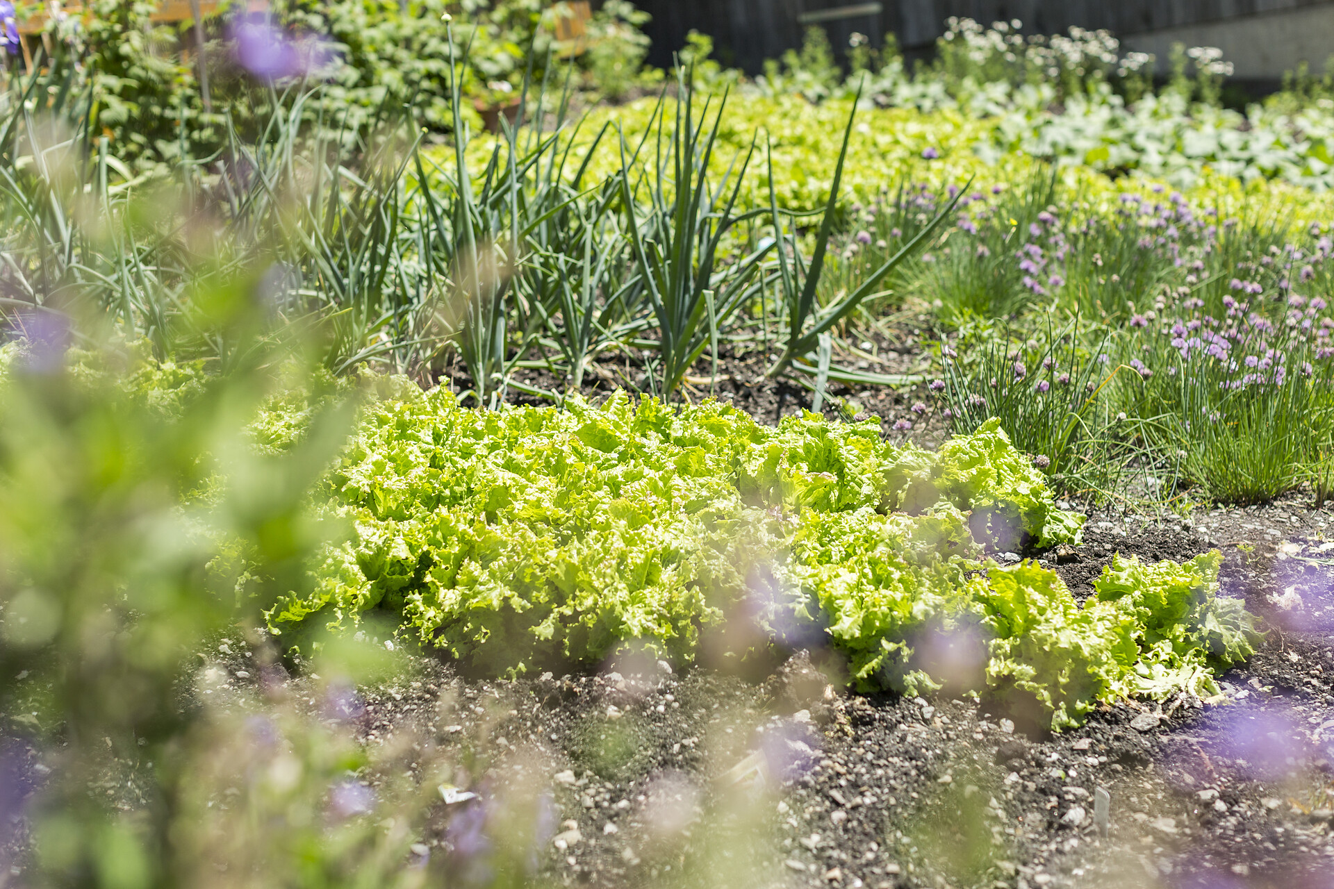 our garden with salad, vegetables and herbs