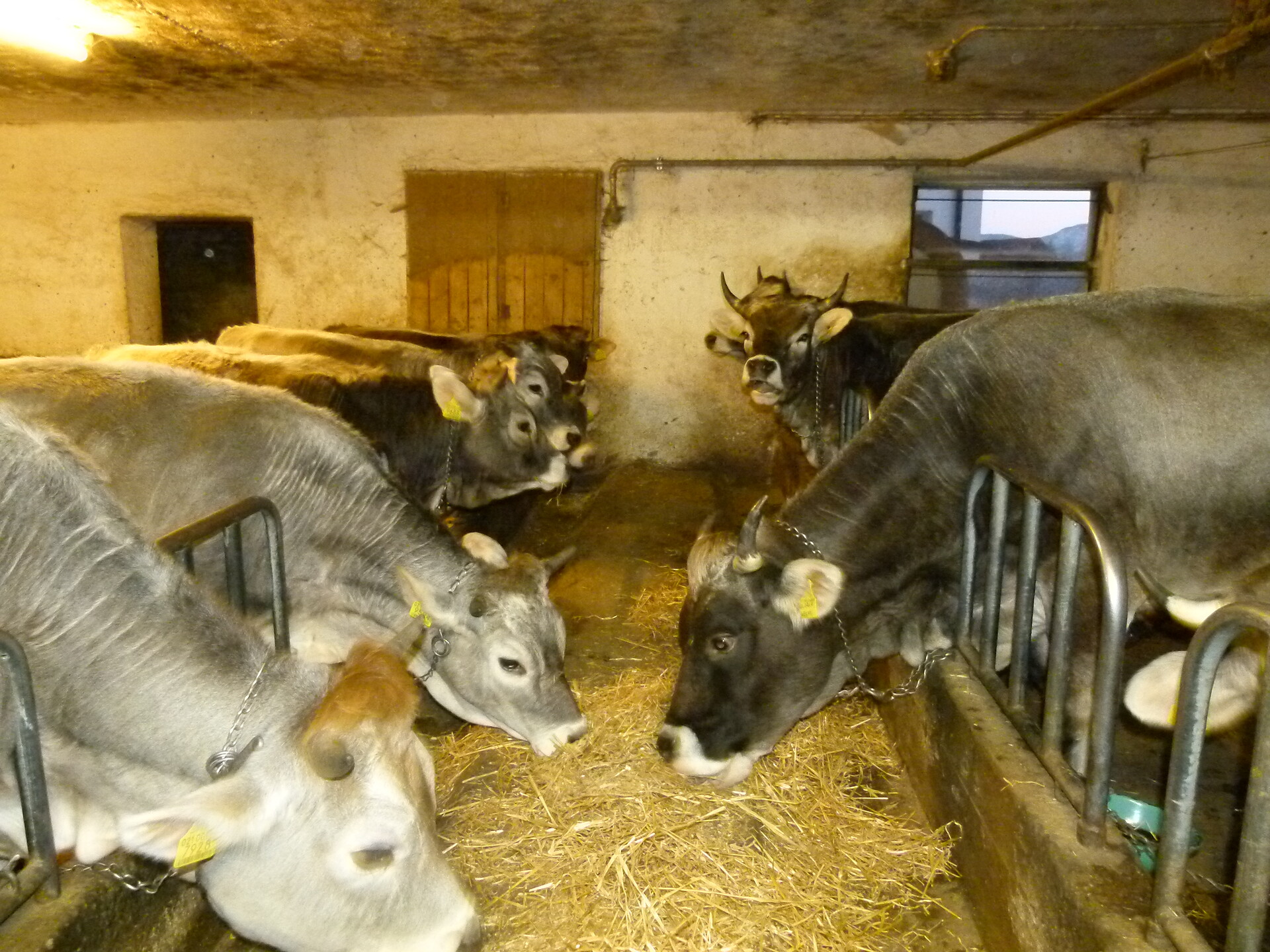 our cows