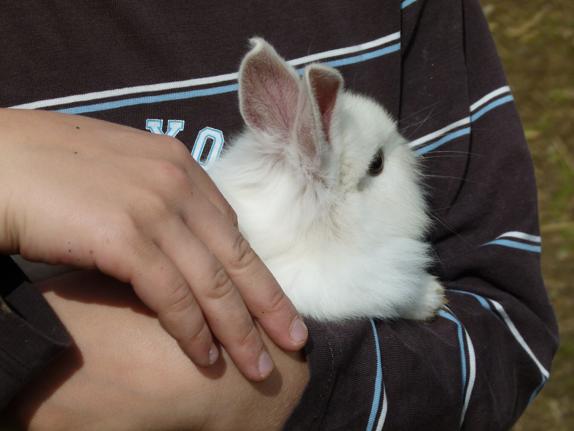 hare