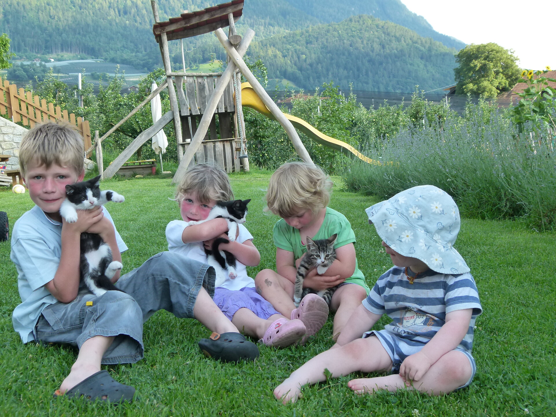 young cats