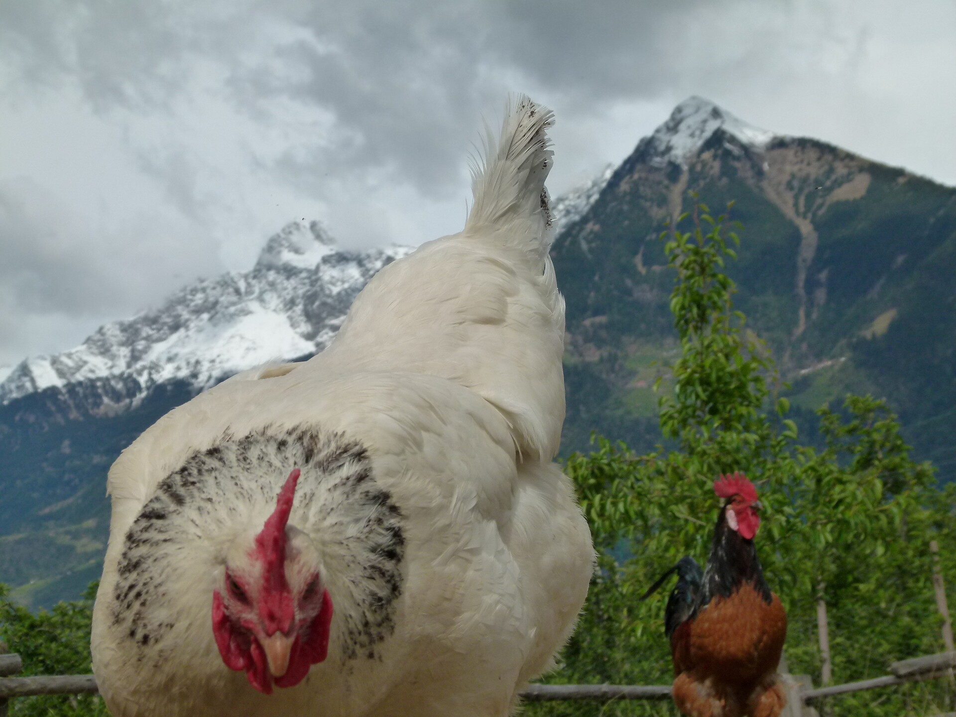 fowls