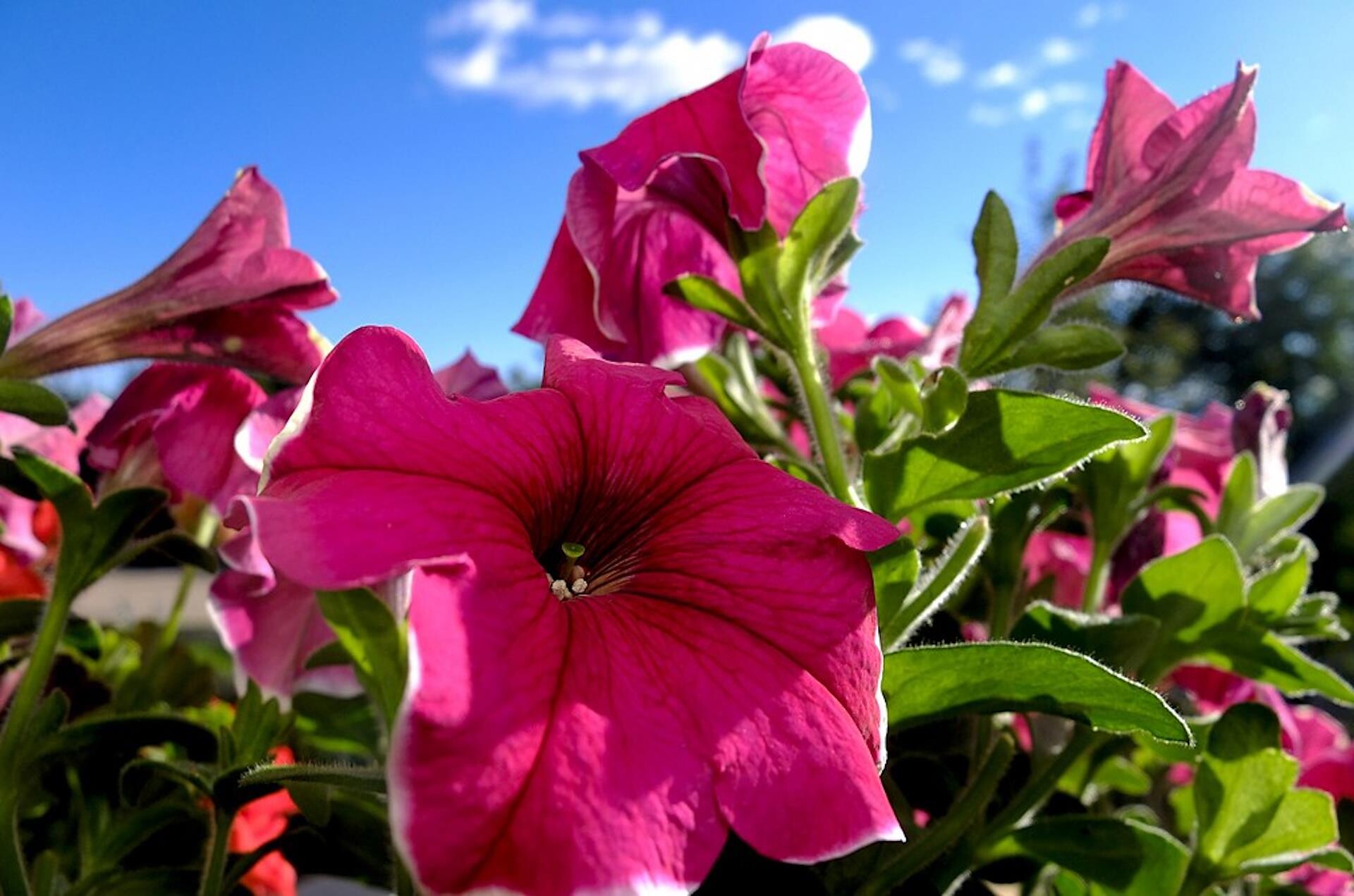 Our flowers