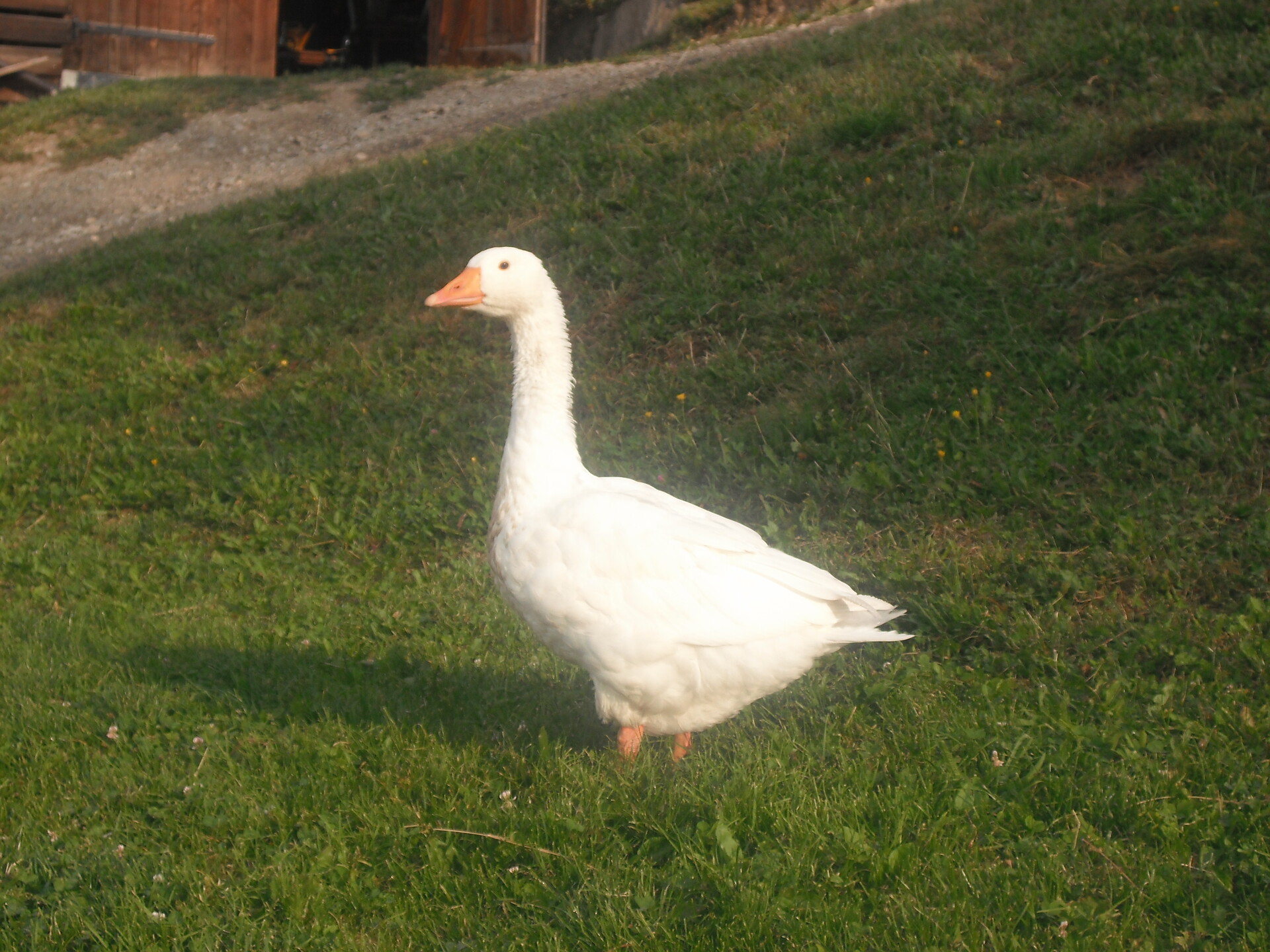 Goose Hans