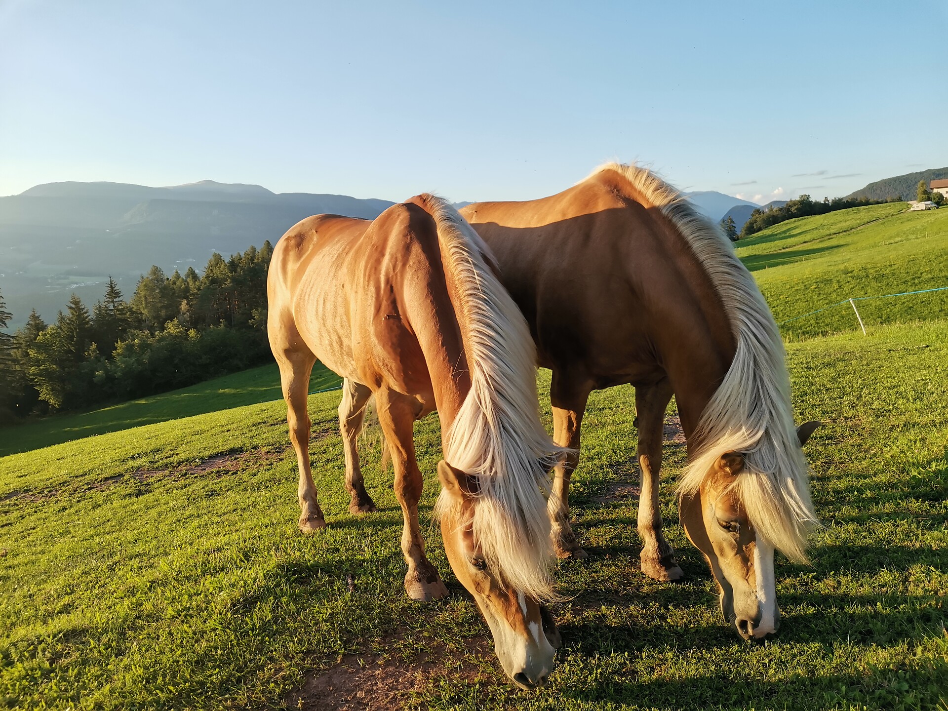 Haflinger