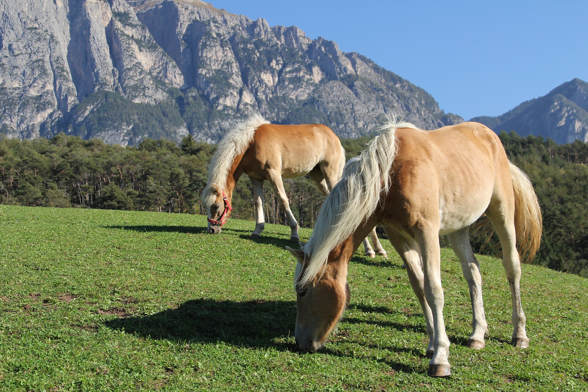 Haflinger