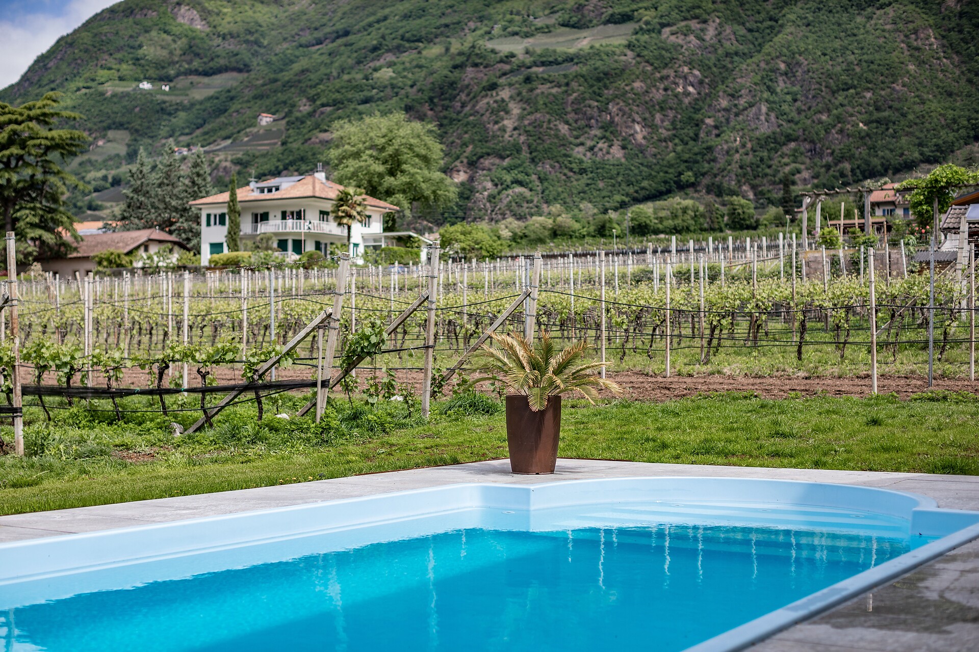 swimmingpool with garden