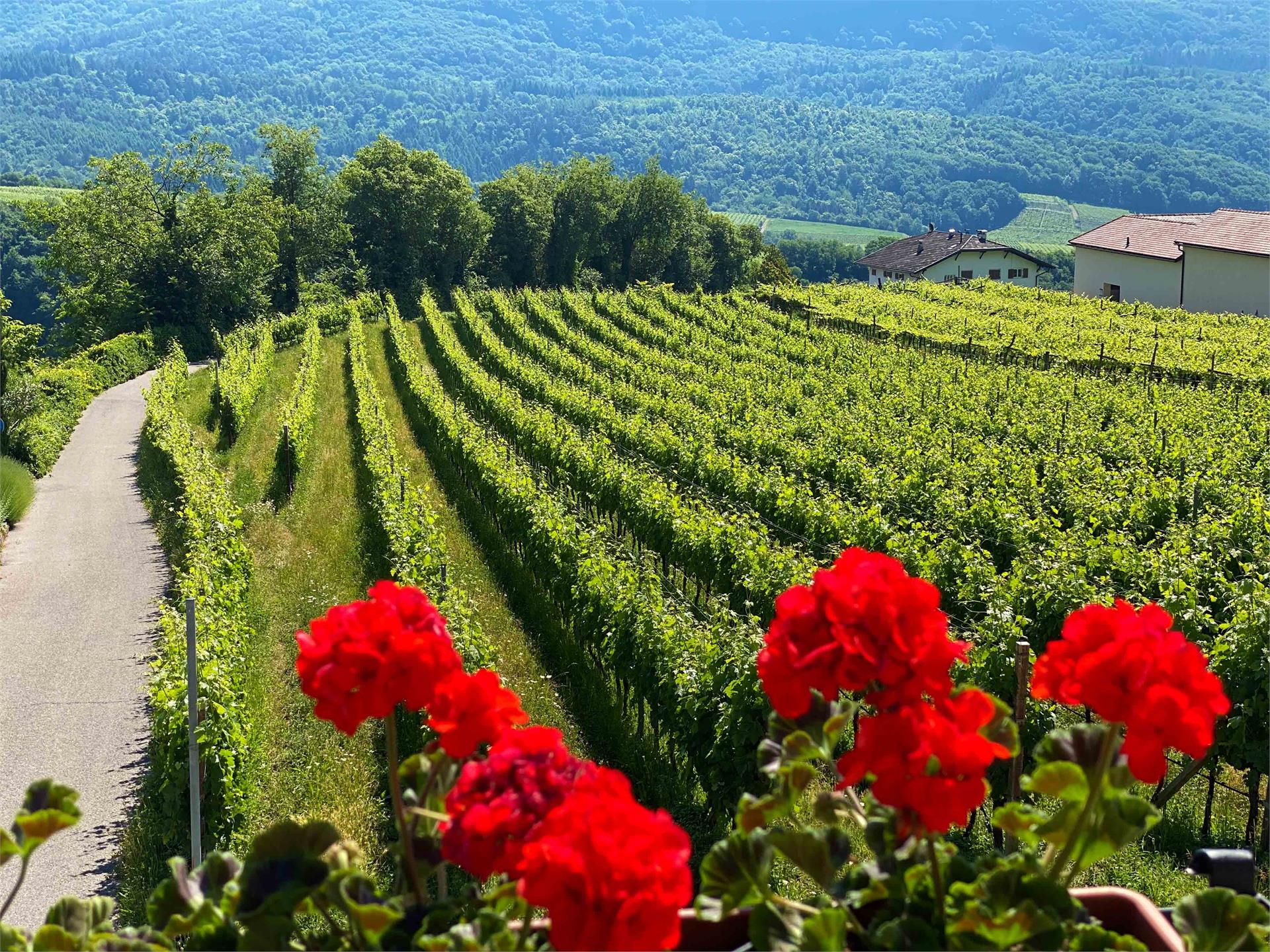 Gästehaus Anna Kaltern an der Weinstraße/Caldaro sulla Strada del Vino 9 suedtirol.info
