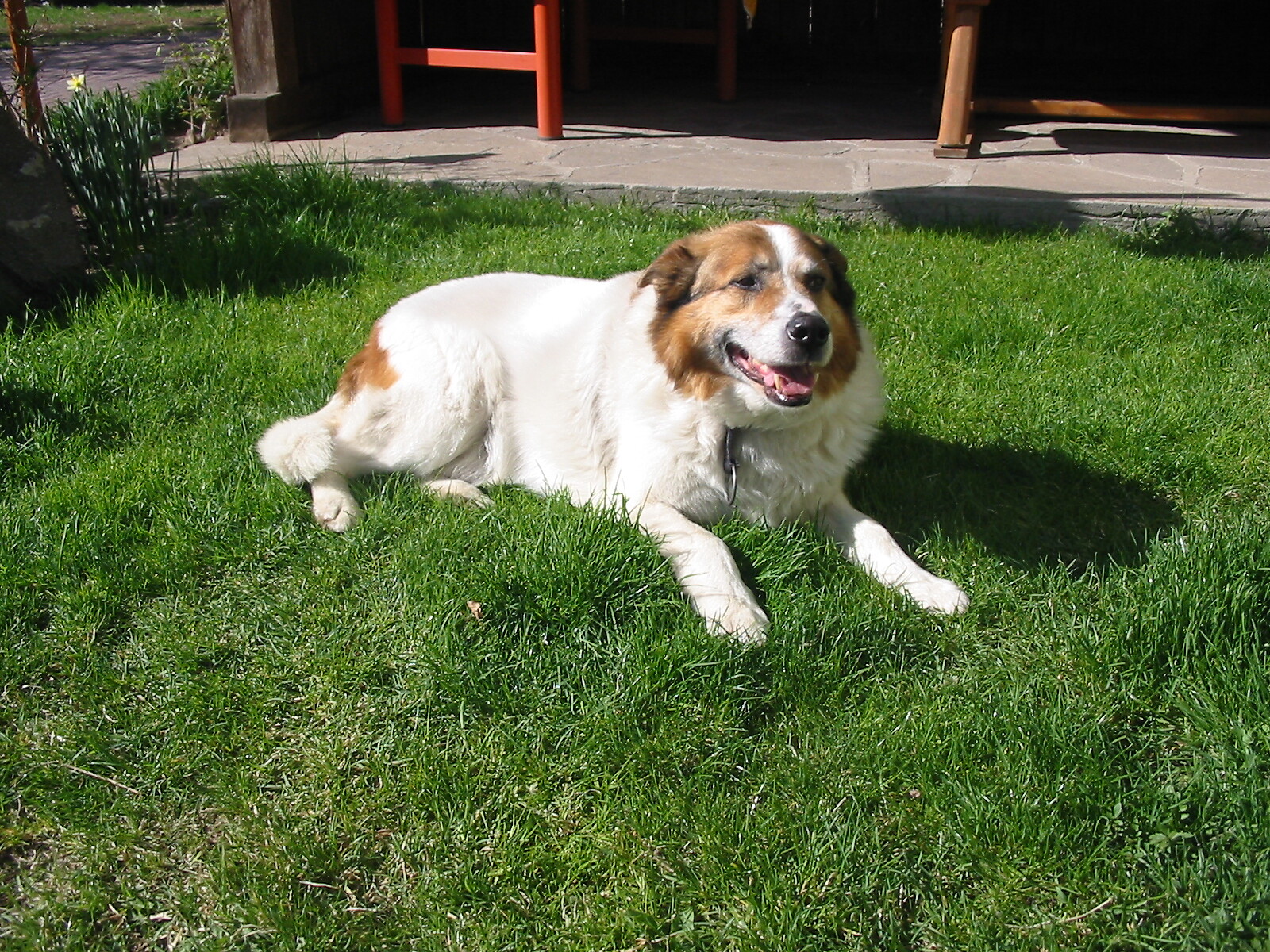 dog