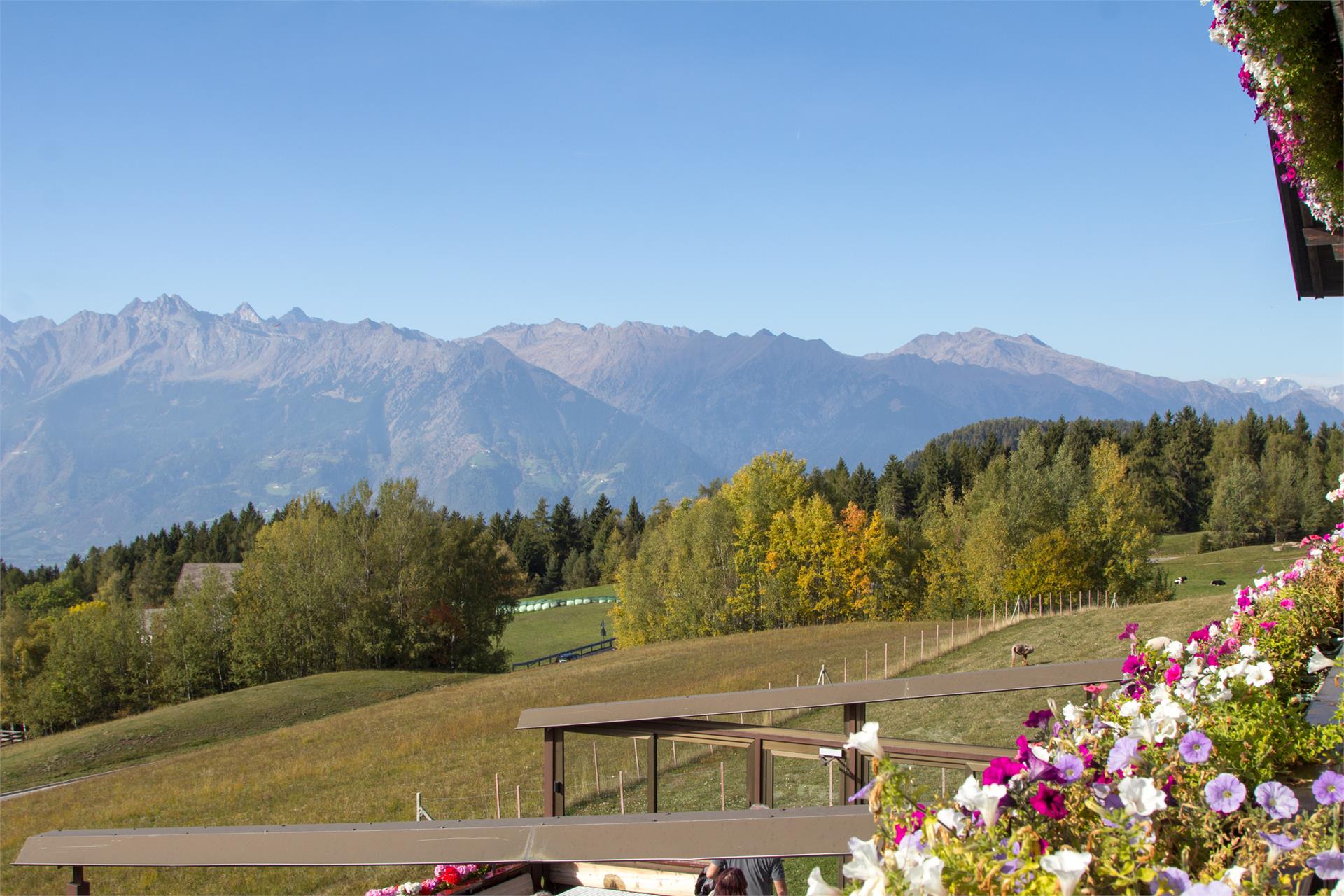Gasthof Alpenrose Vöran 5 suedtirol.info