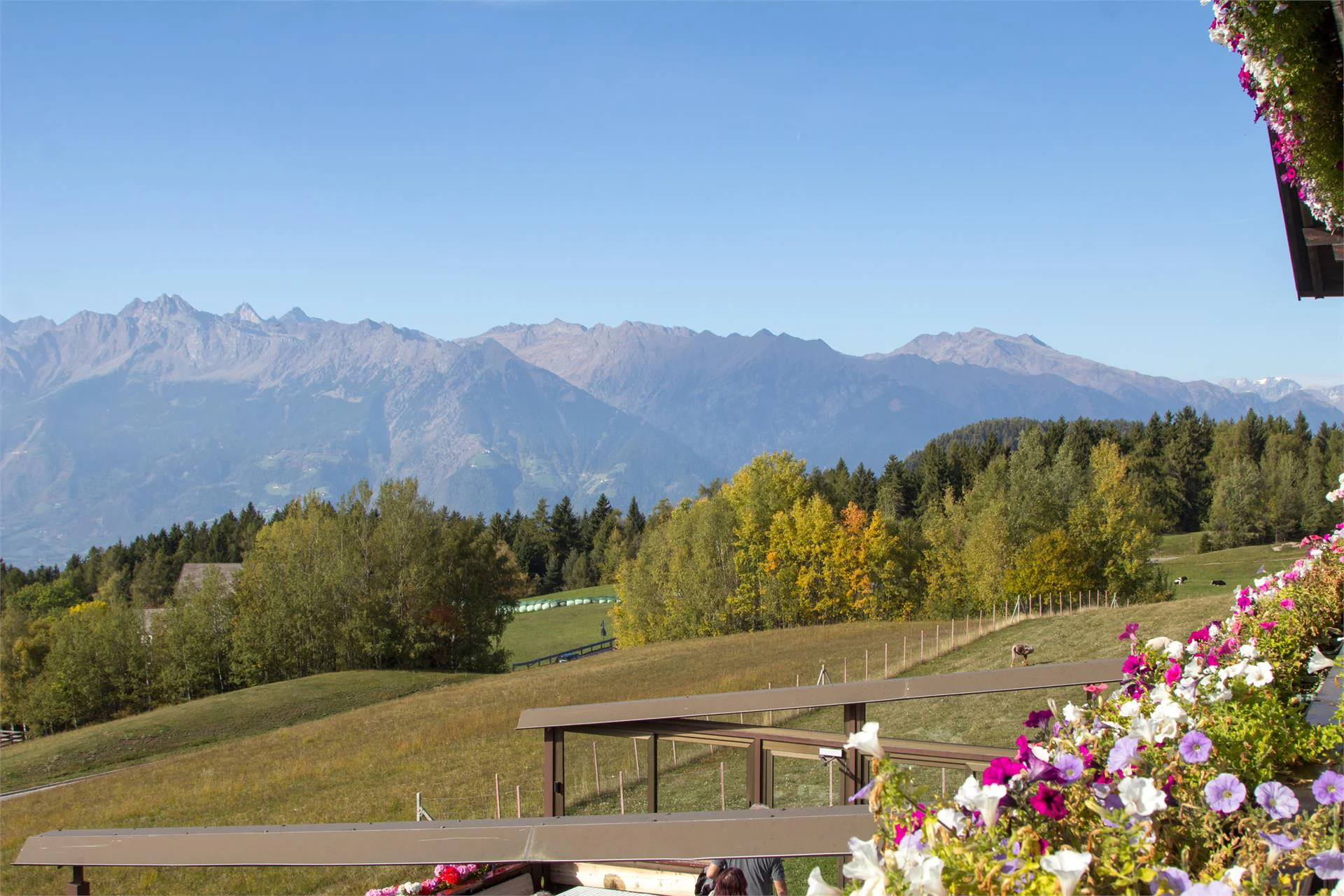 Gasthof Alpenrose Vöran/Verano 5 suedtirol.info