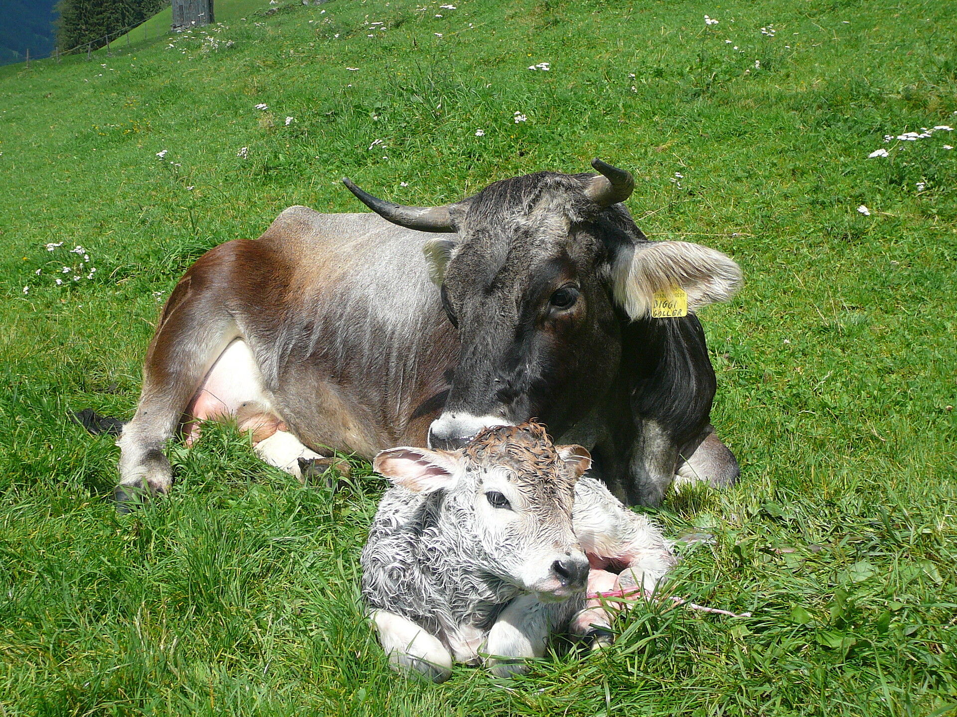 Grauviehkühe