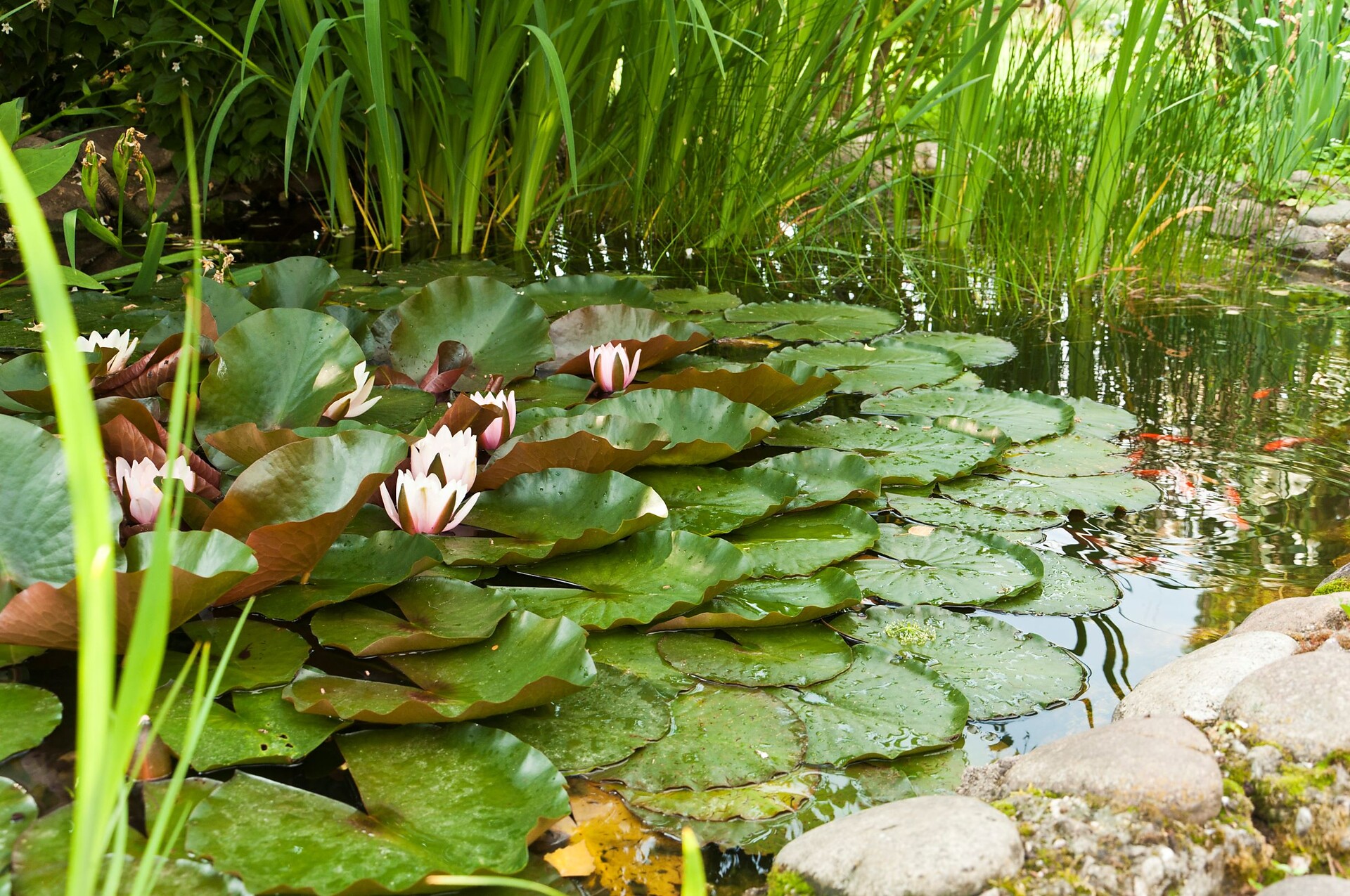 Seerosenblüte in unserem Teich