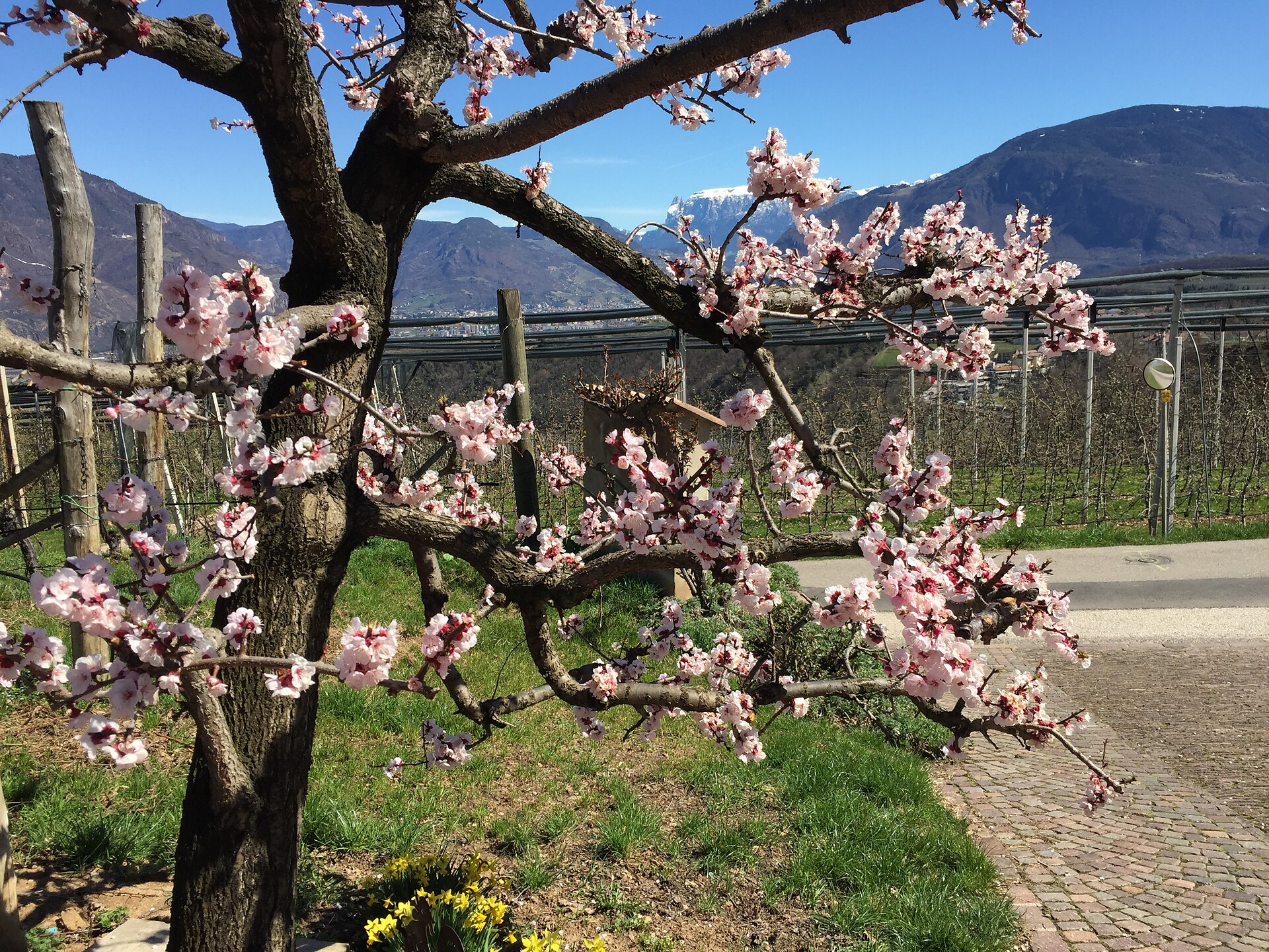 Frühliung 02.04.2018