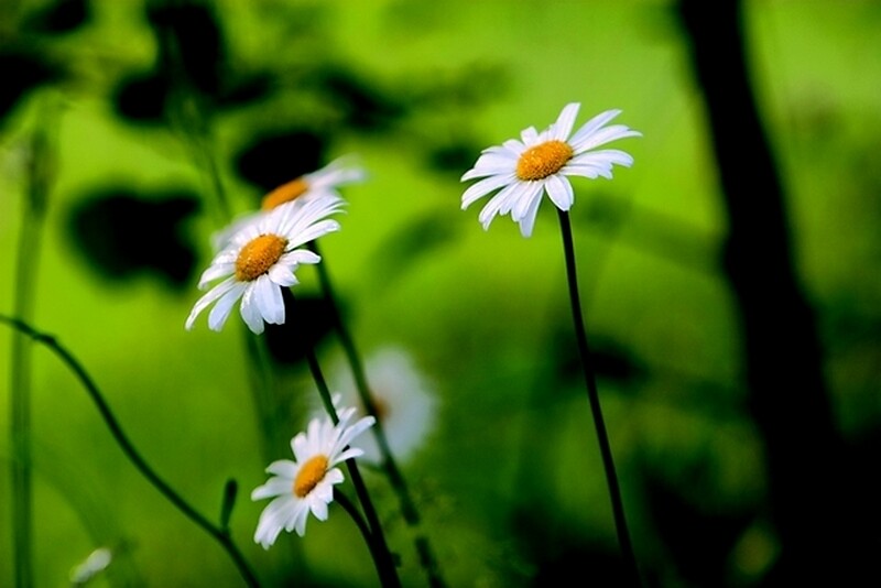 Margeriten