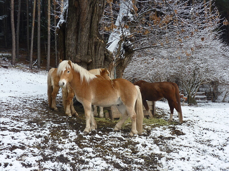 Horse