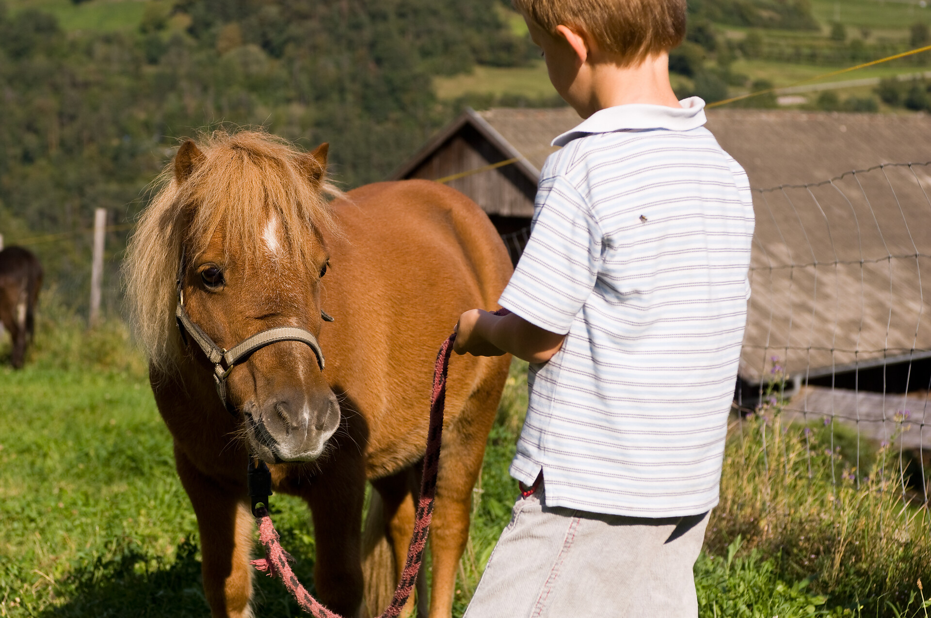 kids, animals