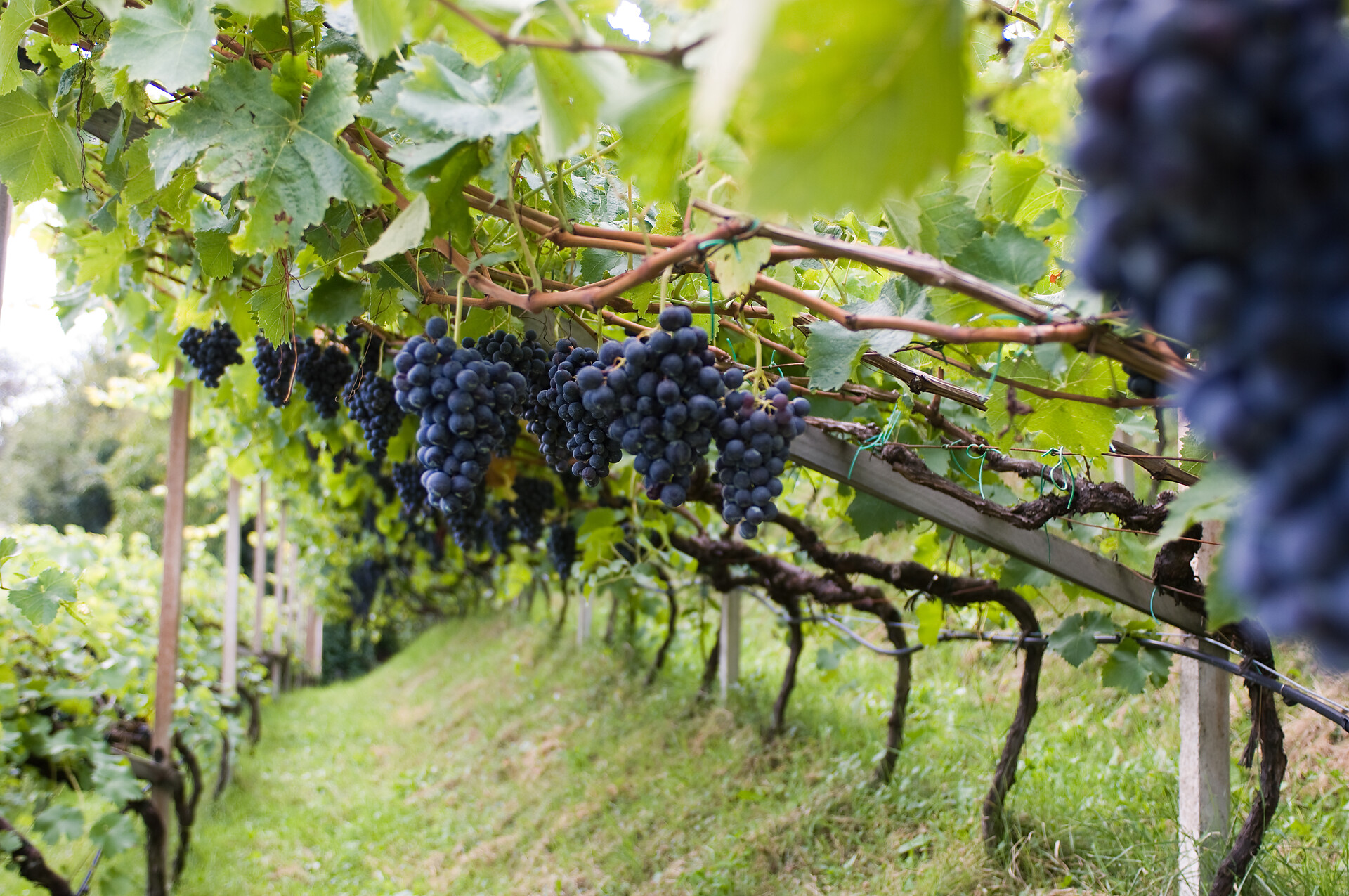wine