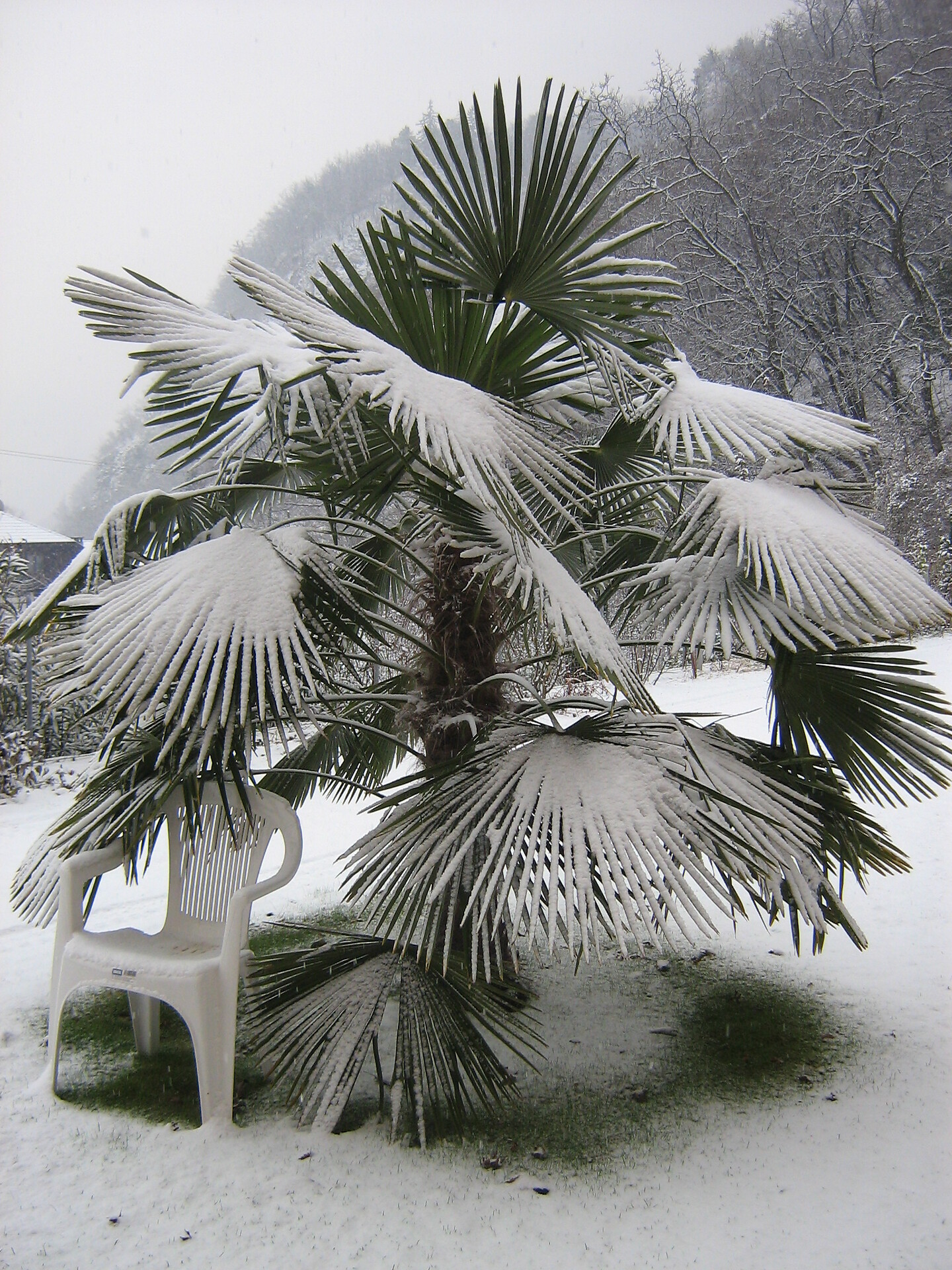 palme