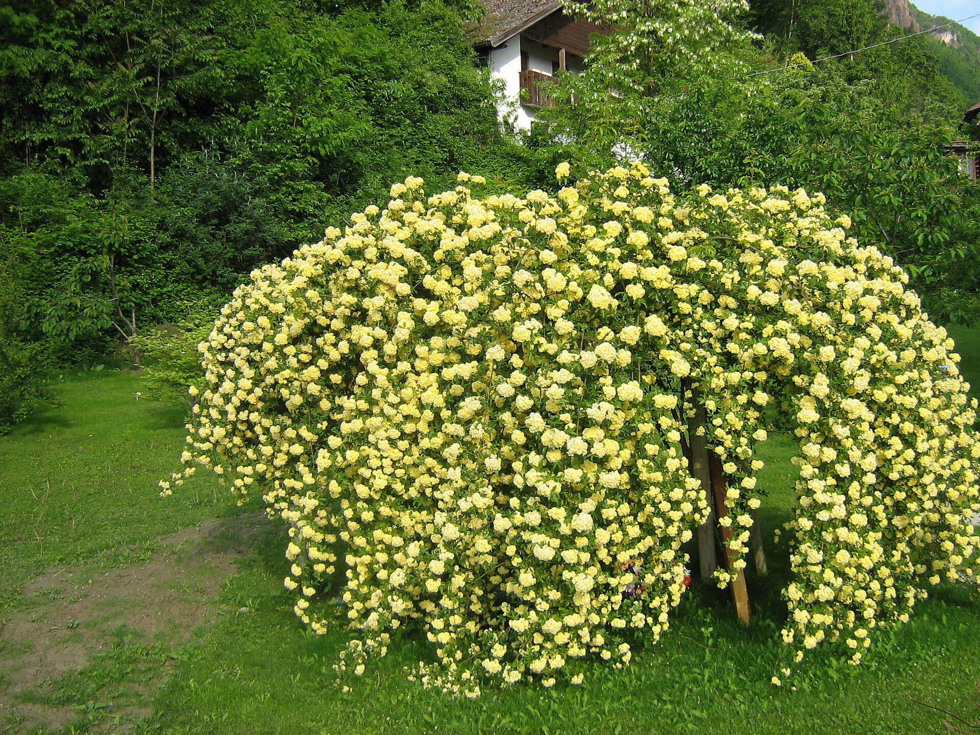 blumen