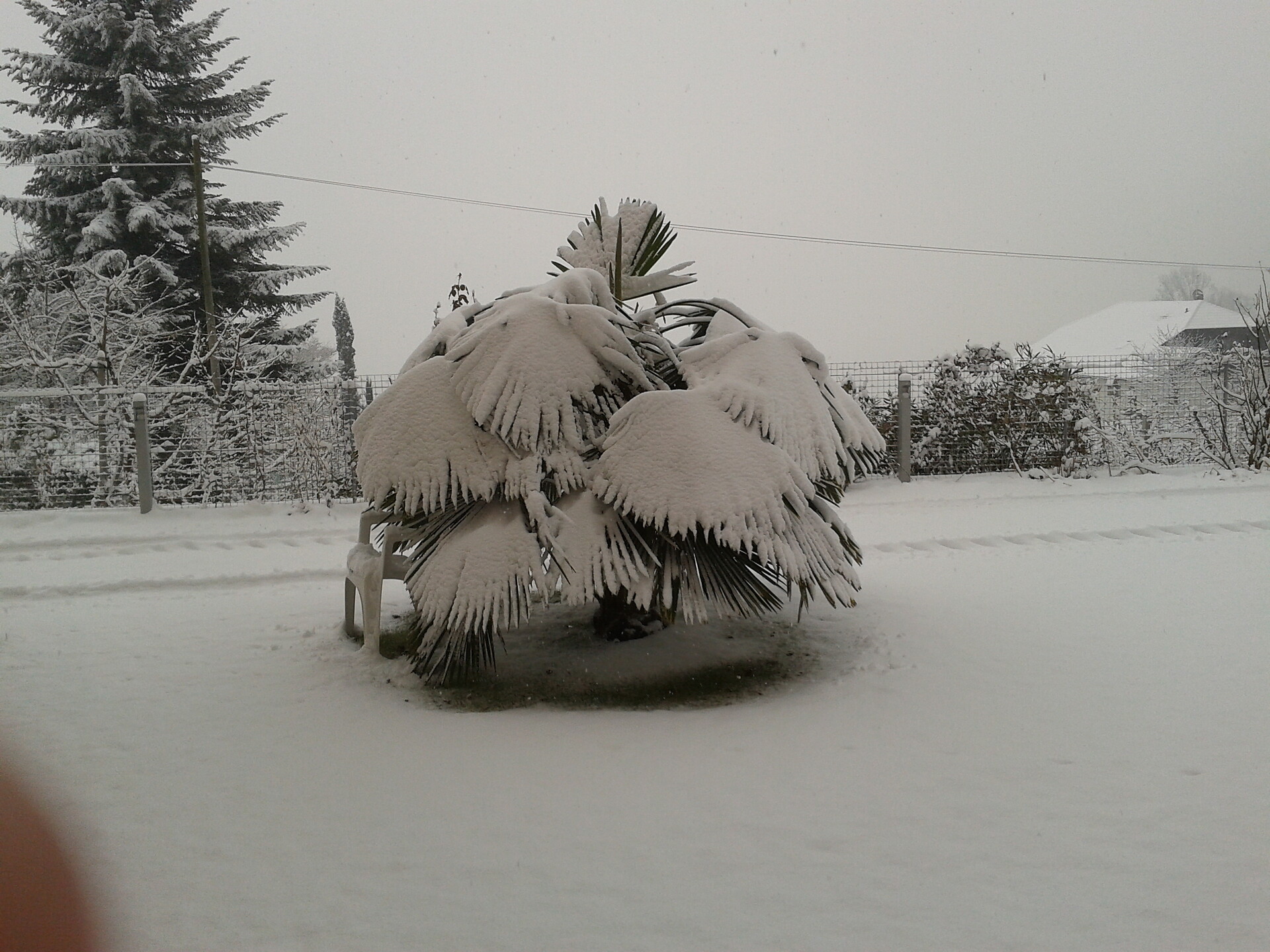 schnee