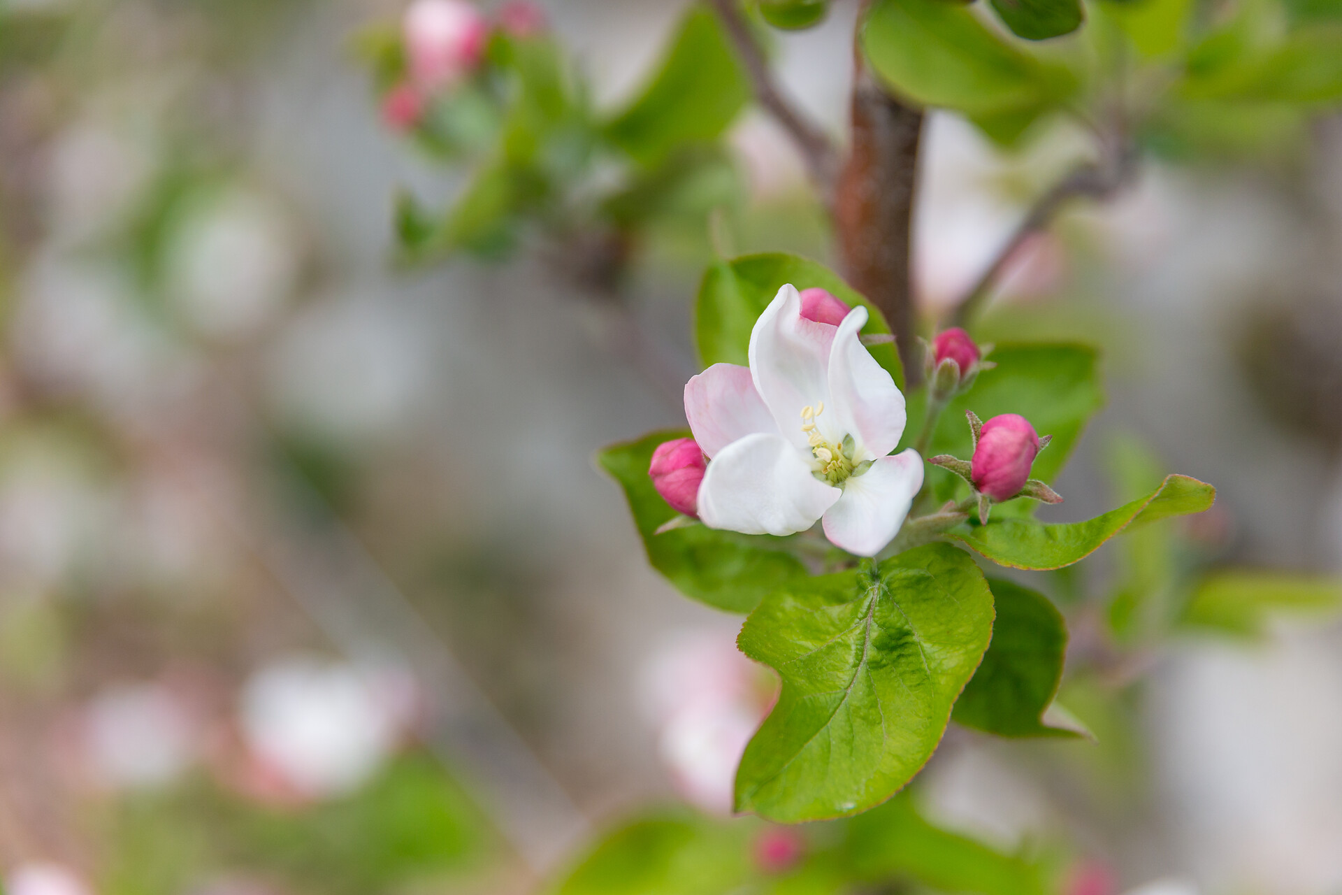 Apfelblüte