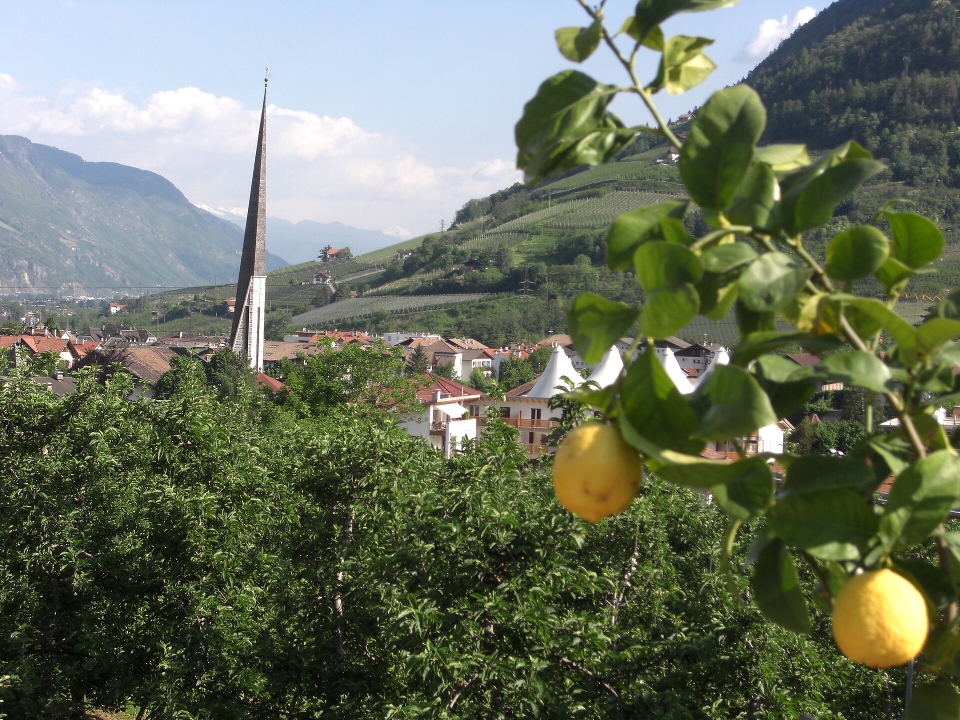 Garni Ganthaler Algund 8 suedtirol.info
