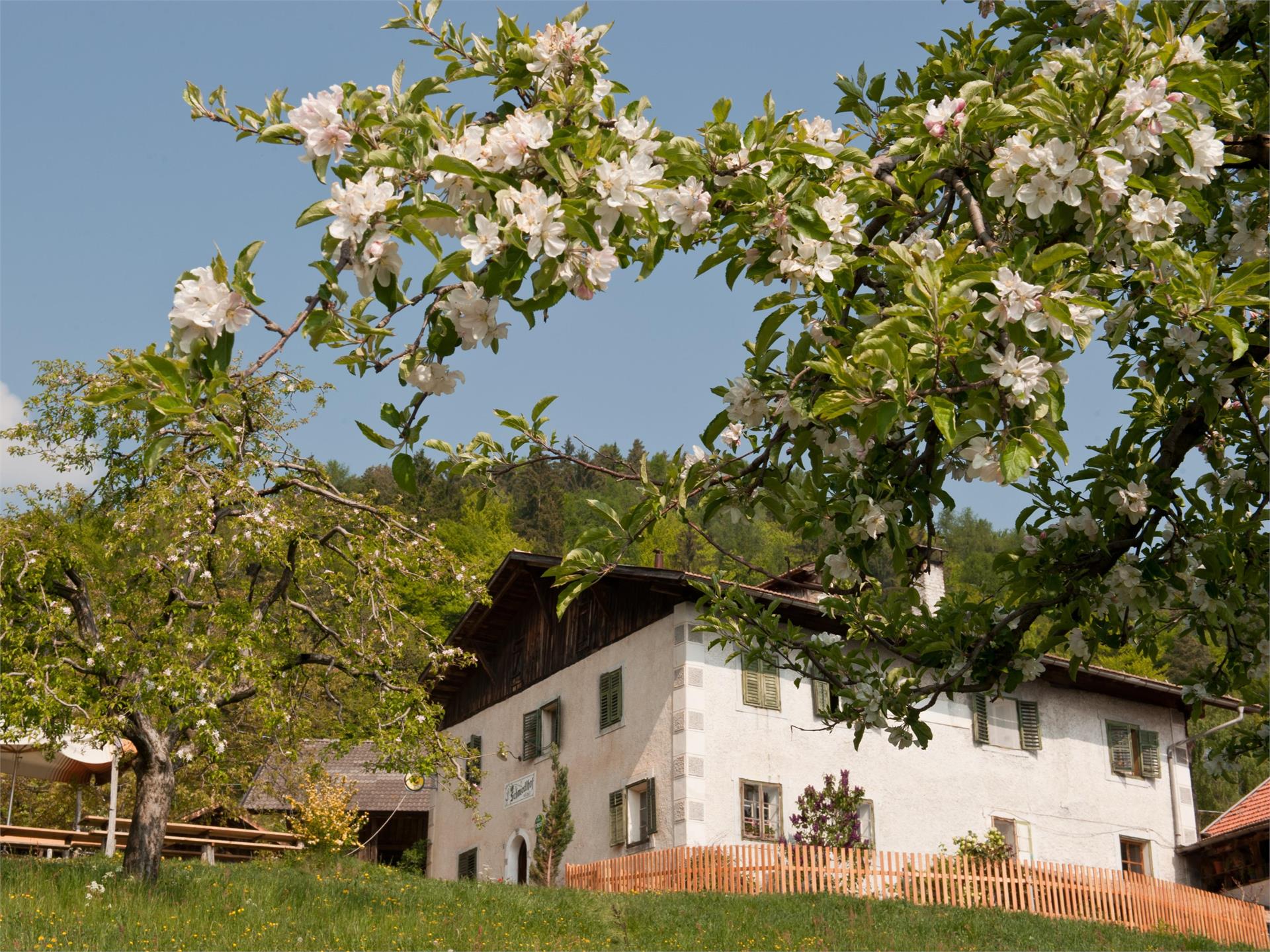 Gasthaus Schmiedlhof Tisens/Tesimo 1 suedtirol.info