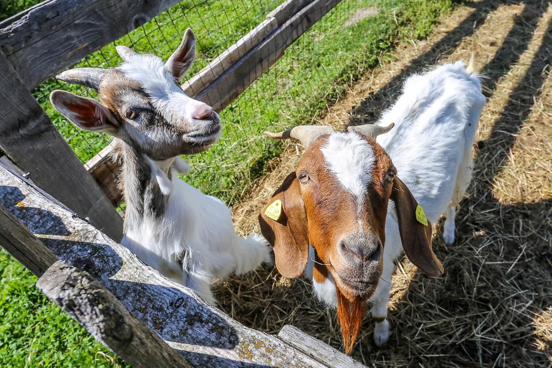 goats