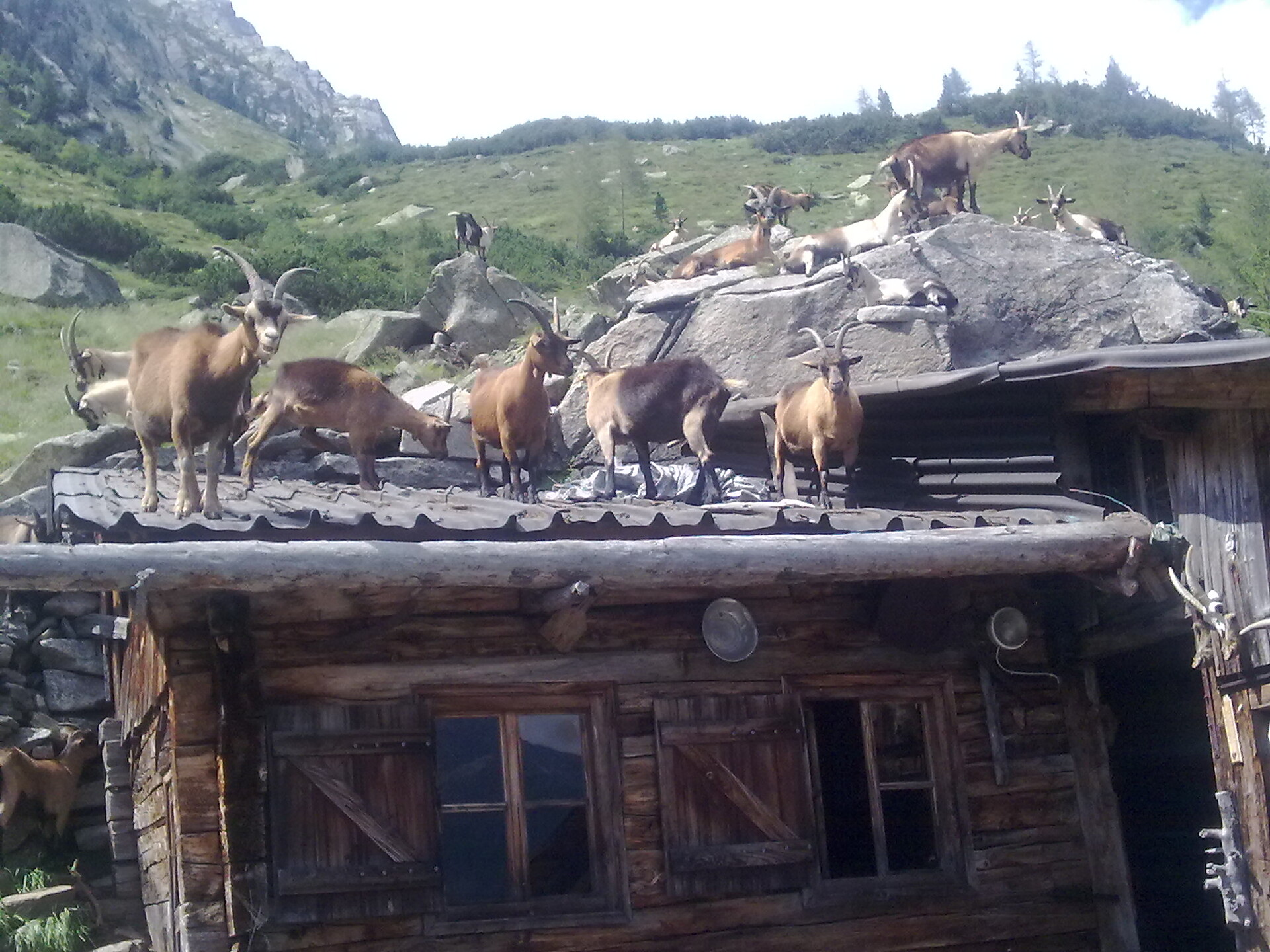 auf unserer Alm