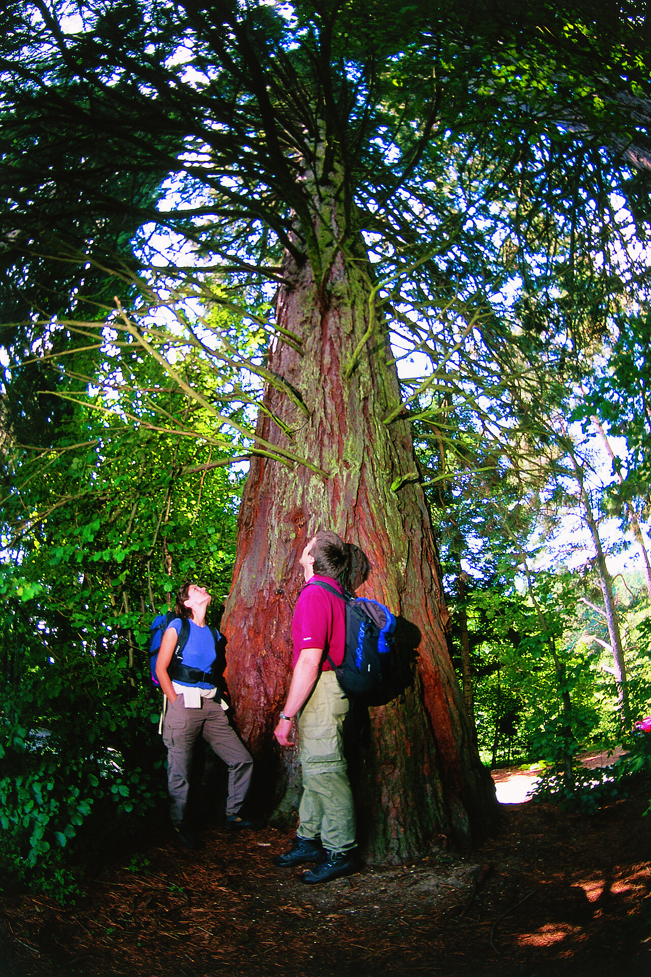 Sequoia