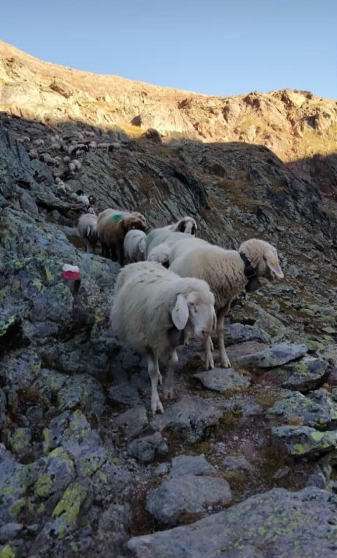 Tiere