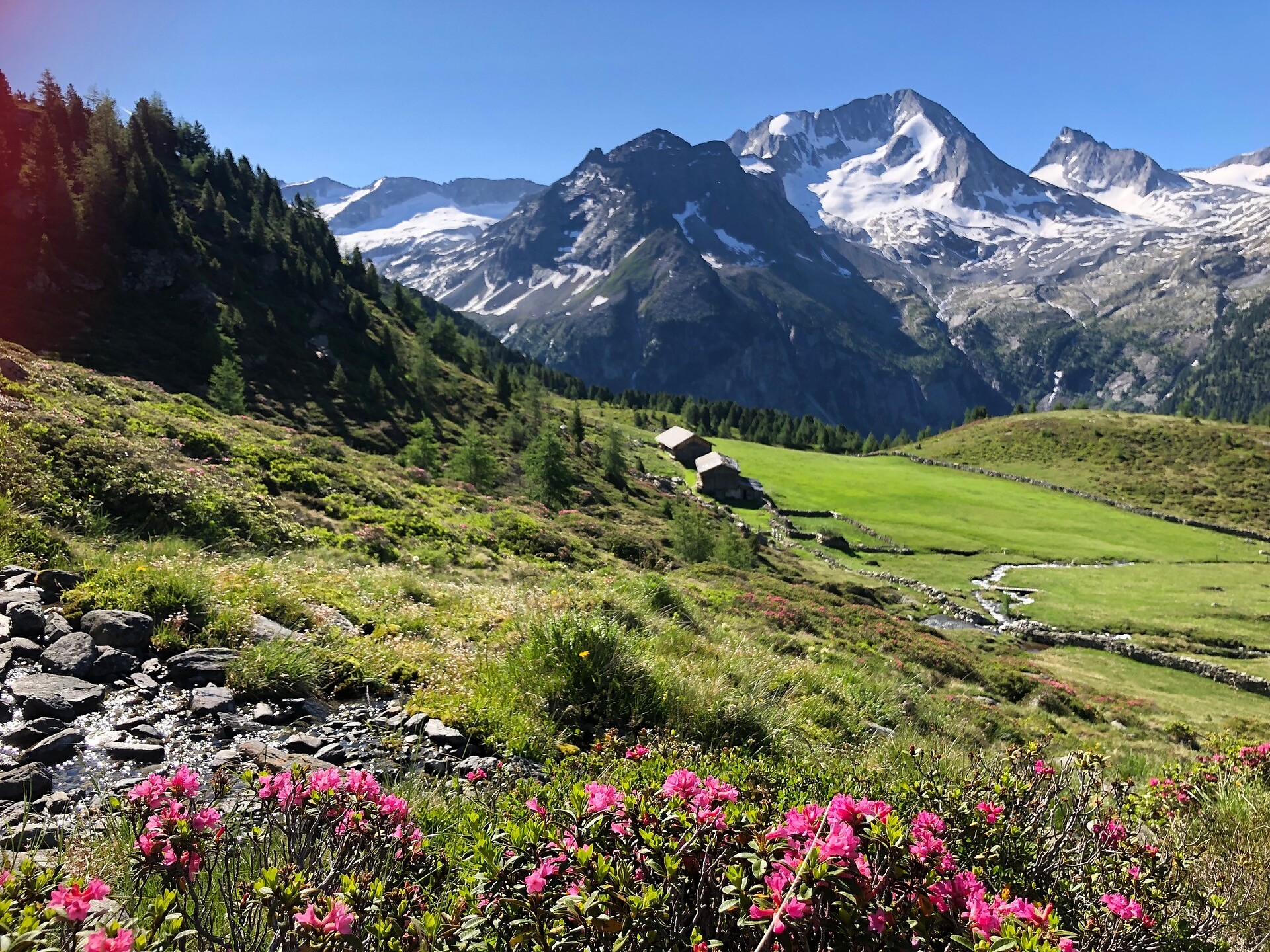 Kolferalm Alpenrosenblüte
