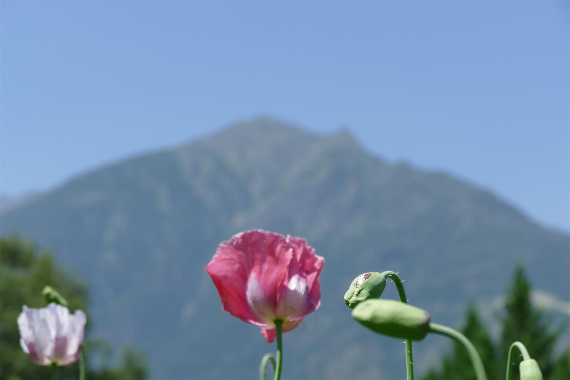 Gasthof Weisses Kreuz Naturns/Naturno 18 suedtirol.info